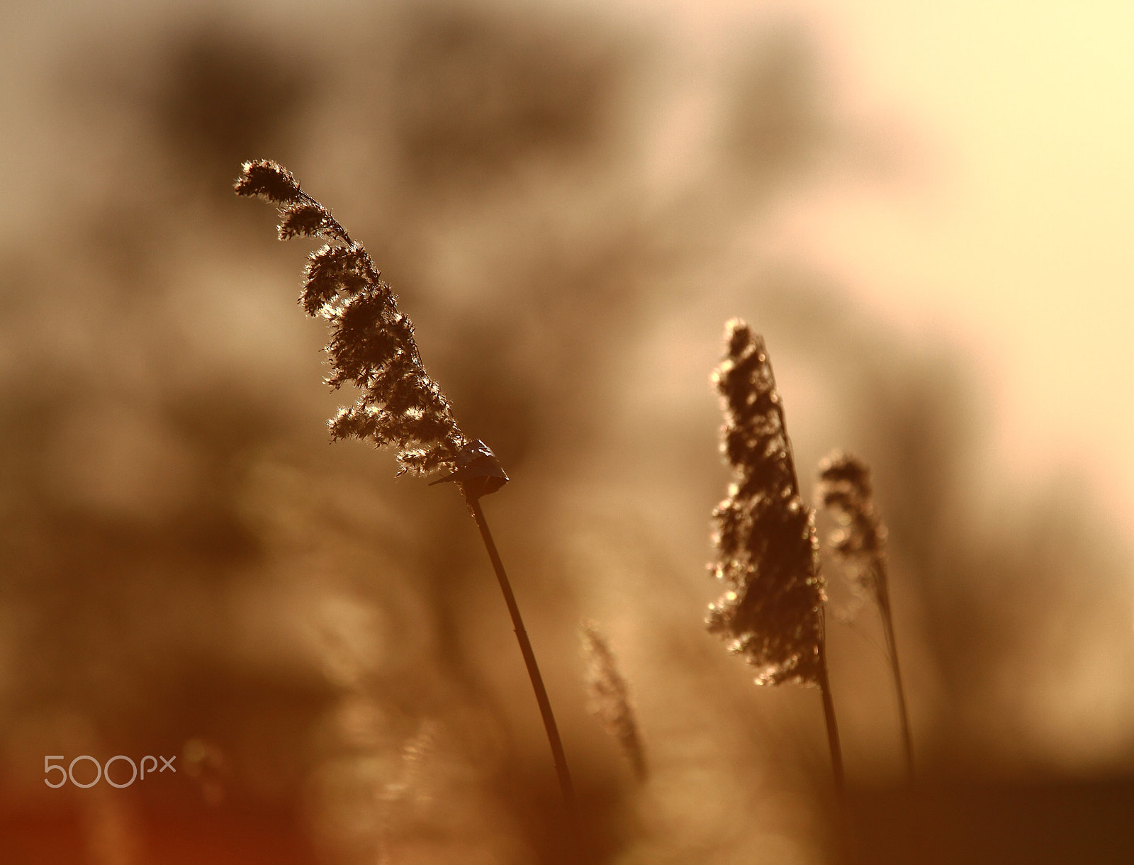 Canon EF 70-200mm F4L IS USM sample photo. Diffrent shades photography