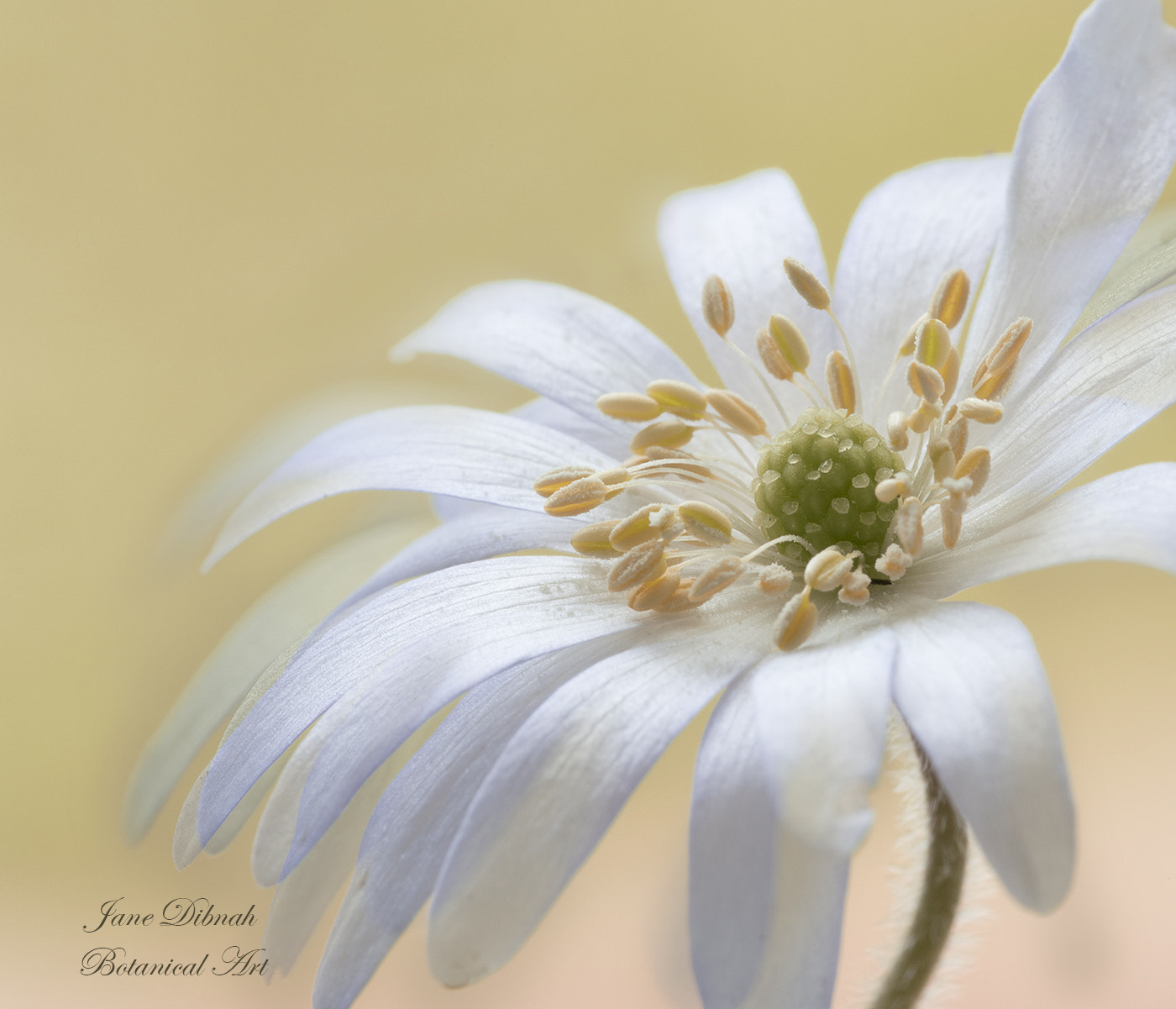 Canon EF 180mm F3.5L Macro USM sample photo. Anemone blanda photography