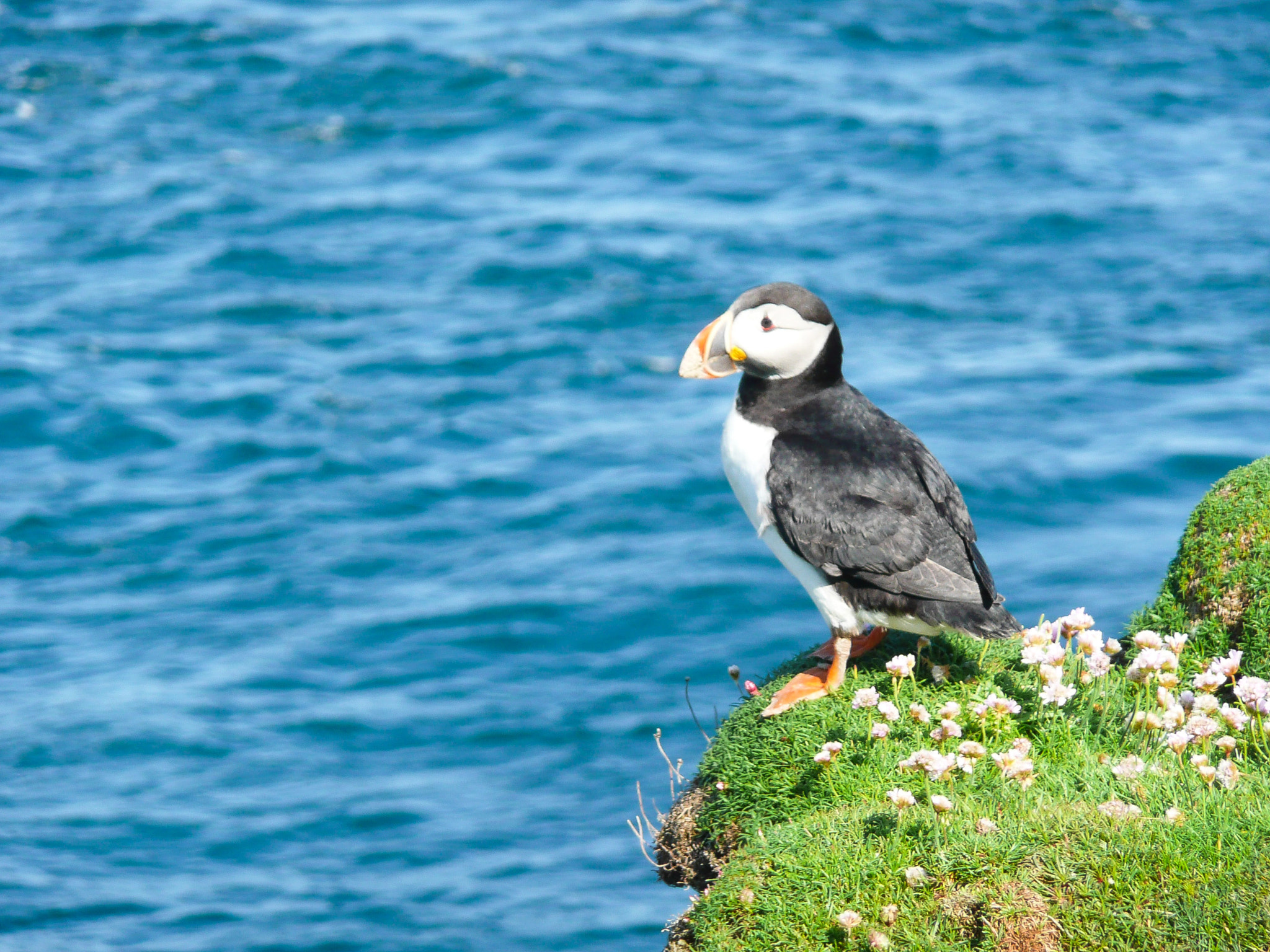Panasonic DMC-TZ2 sample photo. Puffin, shetland photography