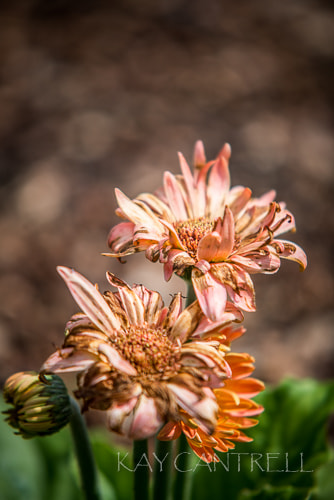 Sigma 70-200mm F2.8 EX DG Macro HSM II sample photo. Gerber days photography