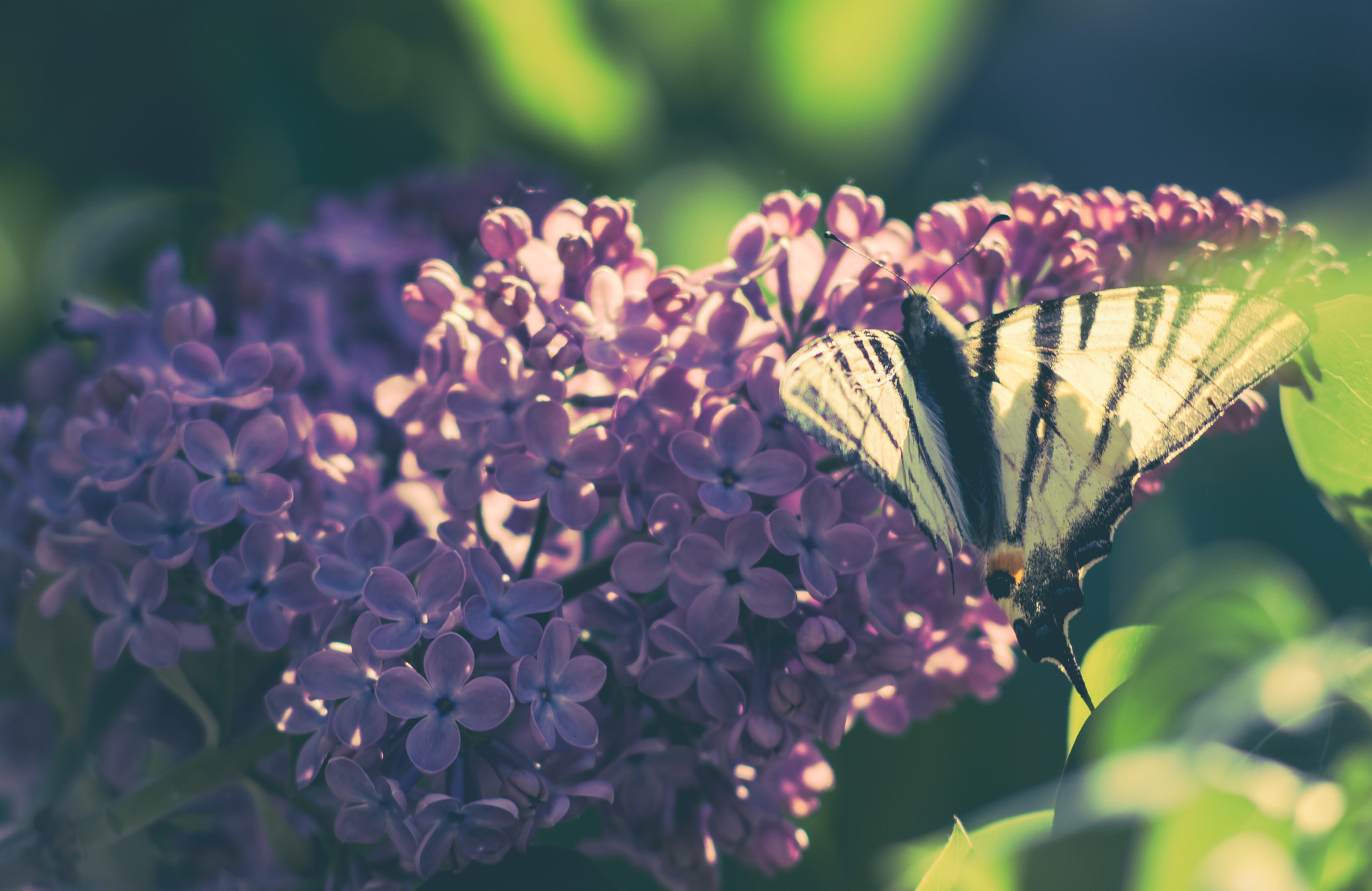 Nikon D3200 + AF Nikkor 70-210mm f/4-5.6 sample photo. A hungry swallowtail. photography