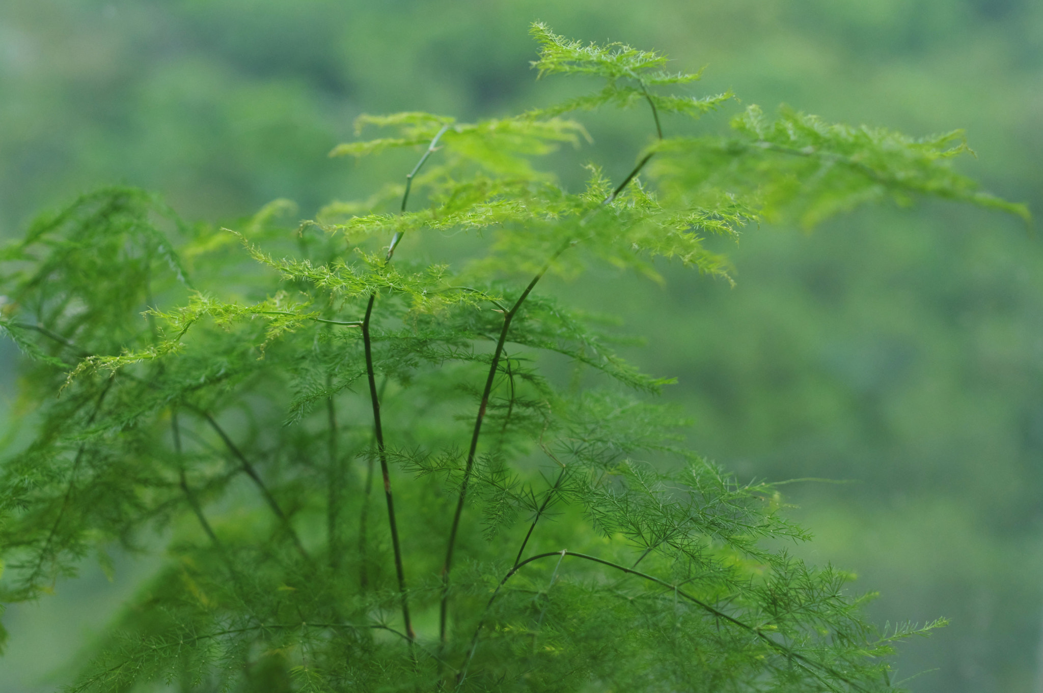 Pentax smc DA 35mm F2.8 Macro Limited sample photo. Woods photography