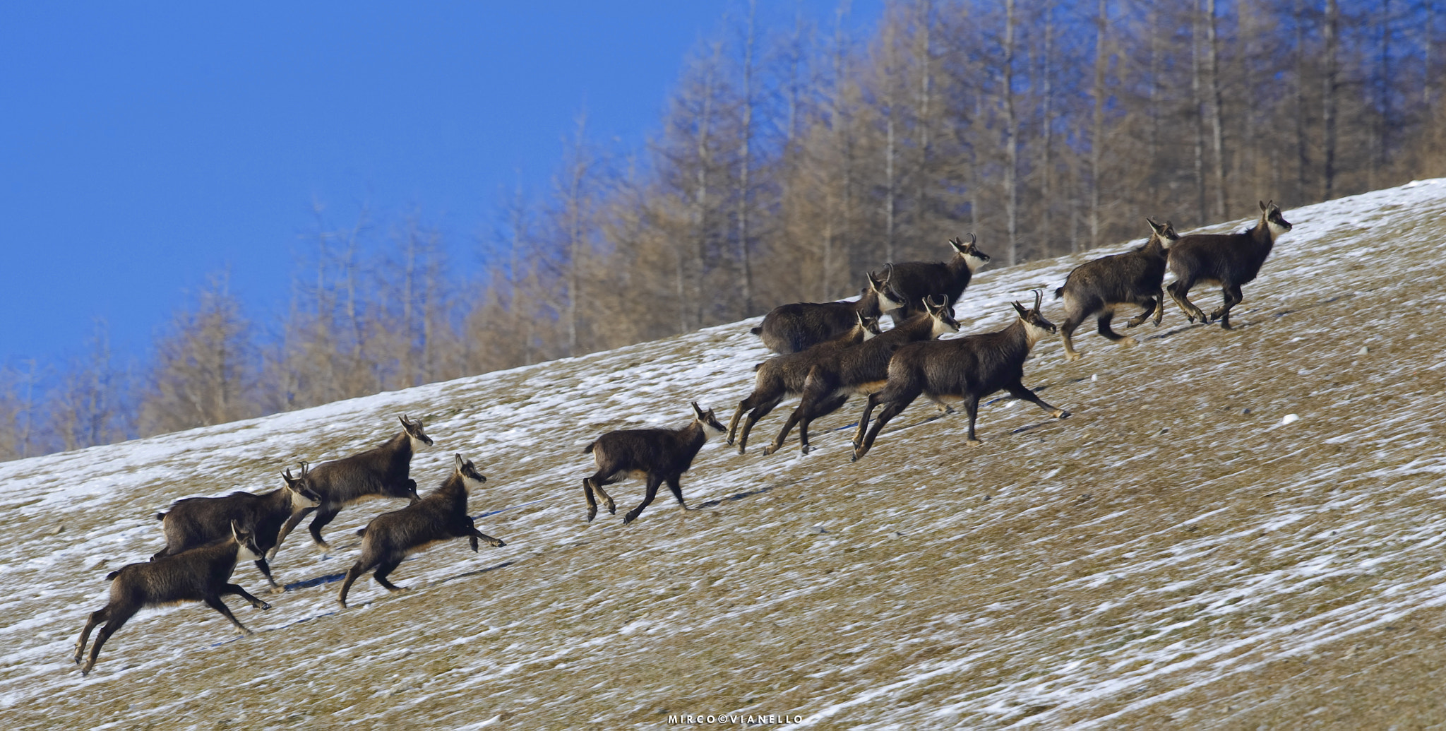 Nikon AF-S Nikkor 500mm F4G ED VR sample photo. Group's escape photography