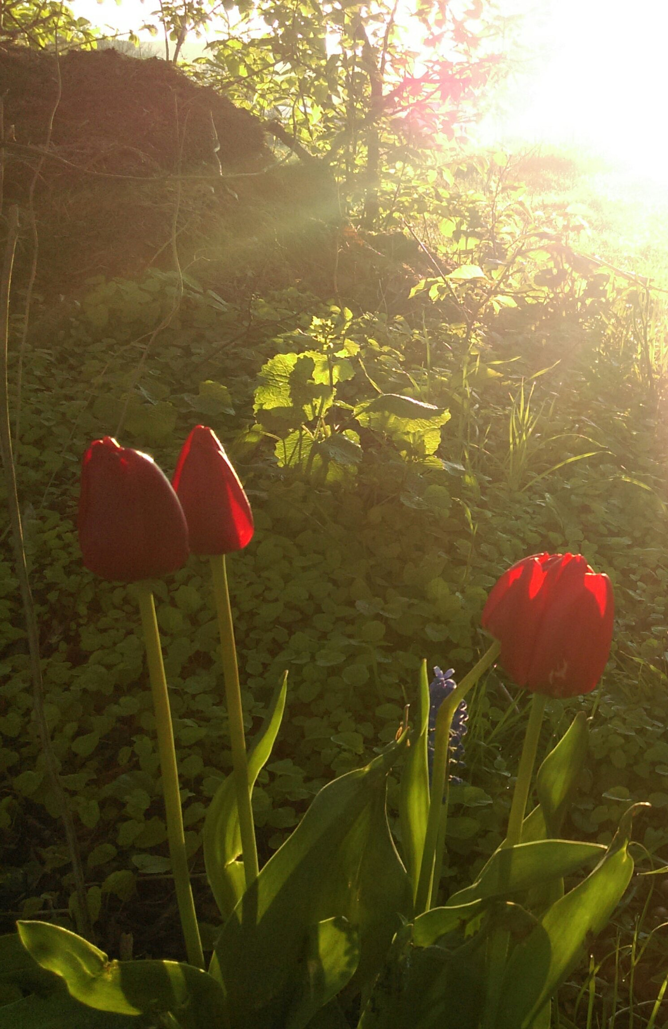 HTC ONE MINI 2 sample photo. Red flowers photography