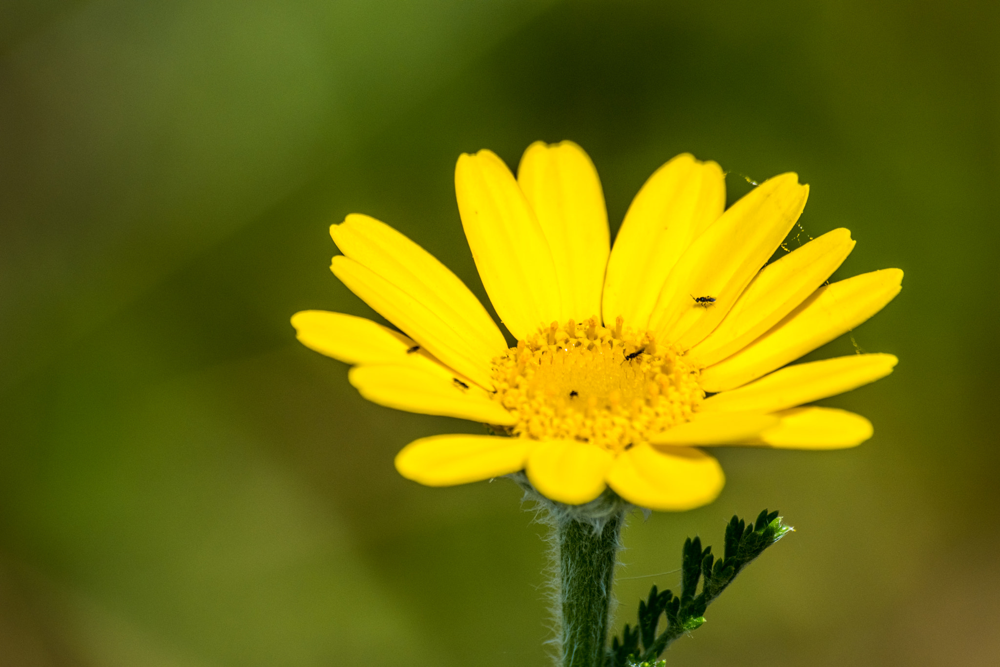 Sigma 70-300mm F4-5.6 APO DG Macro sample photo. Bugs flower photography