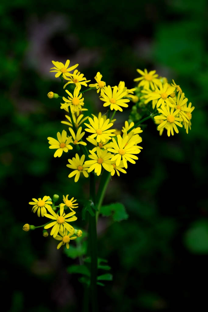 XF100-400mmF4.5-5.6 R LM OIS WR + 1.4x sample photo. Yellow weed photography