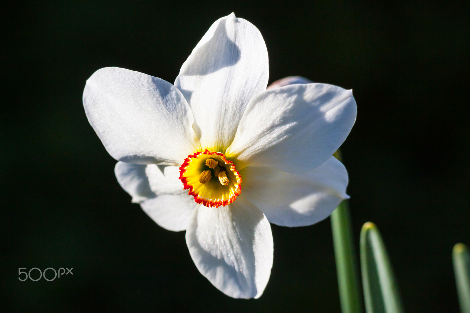 Canon EOS 50D + Tamron SP 70-300mm F4-5.6 Di VC USD sample photo. Poet's daffodi (narcissus poeticus) photography