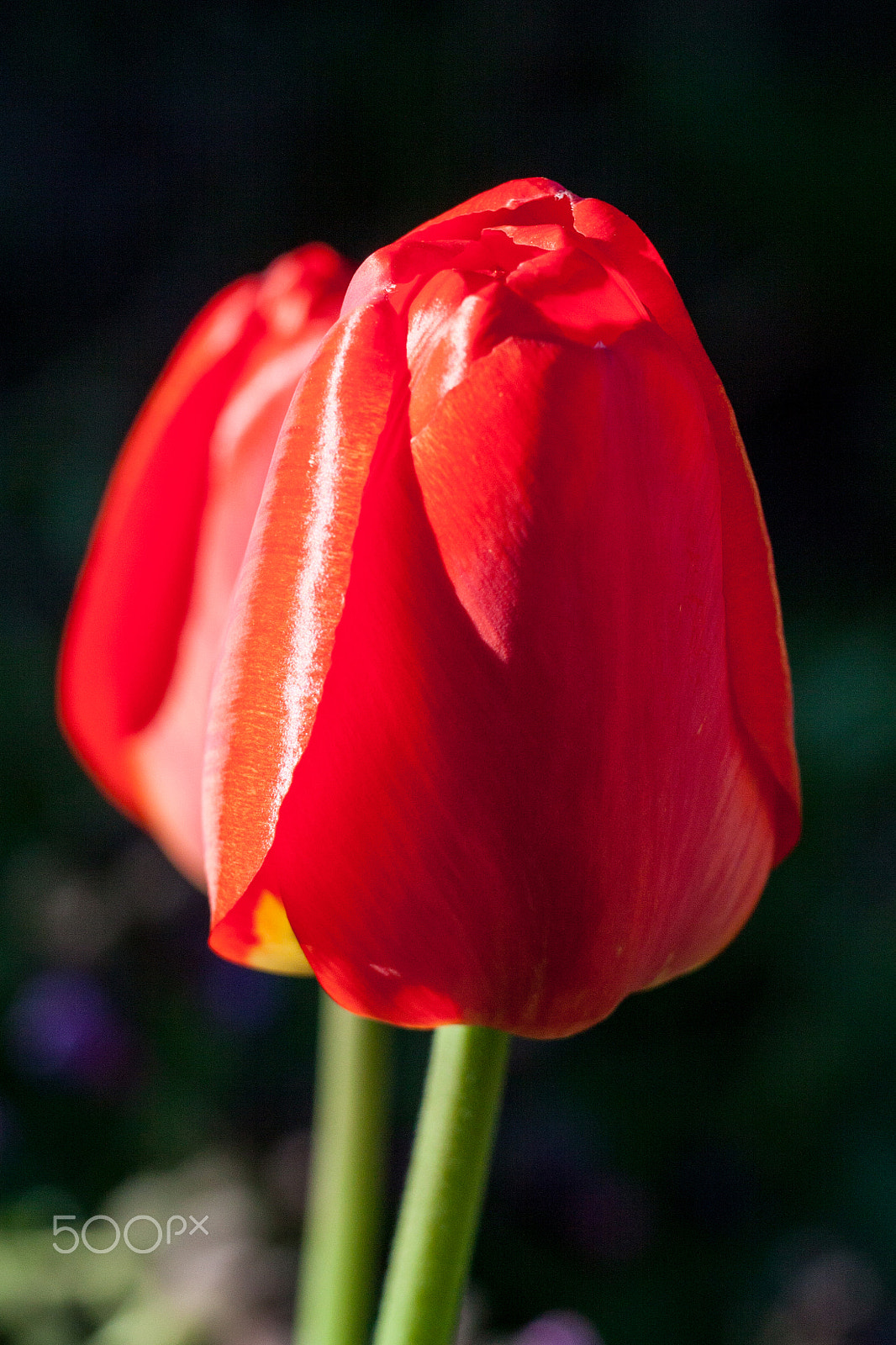 Canon EOS 50D + Tamron SP 70-300mm F4-5.6 Di VC USD sample photo. Single red tulip photography