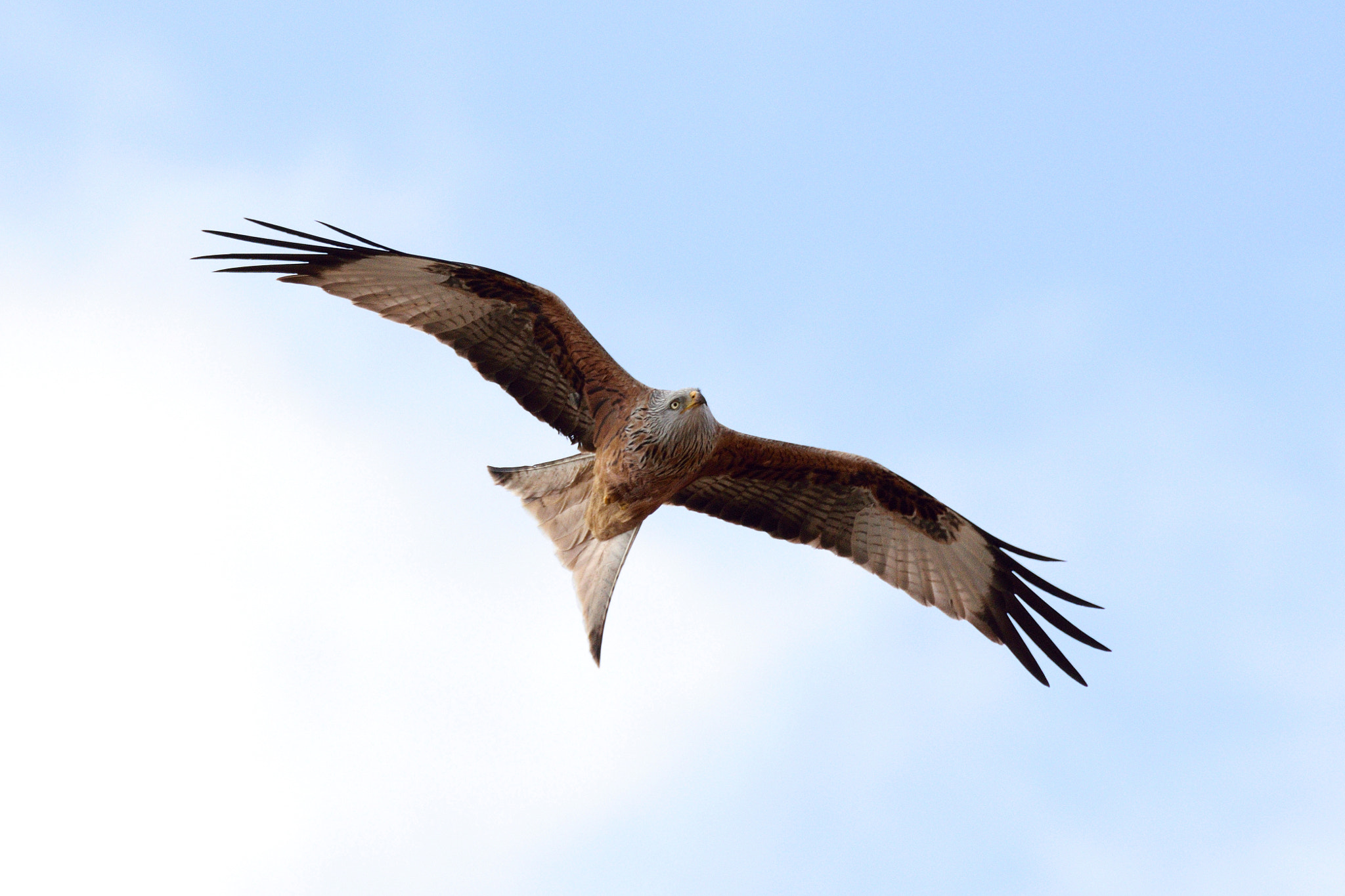 Sigma 150-600mm F5-6.3 DG OS HSM | C sample photo. Red kite gliding photography
