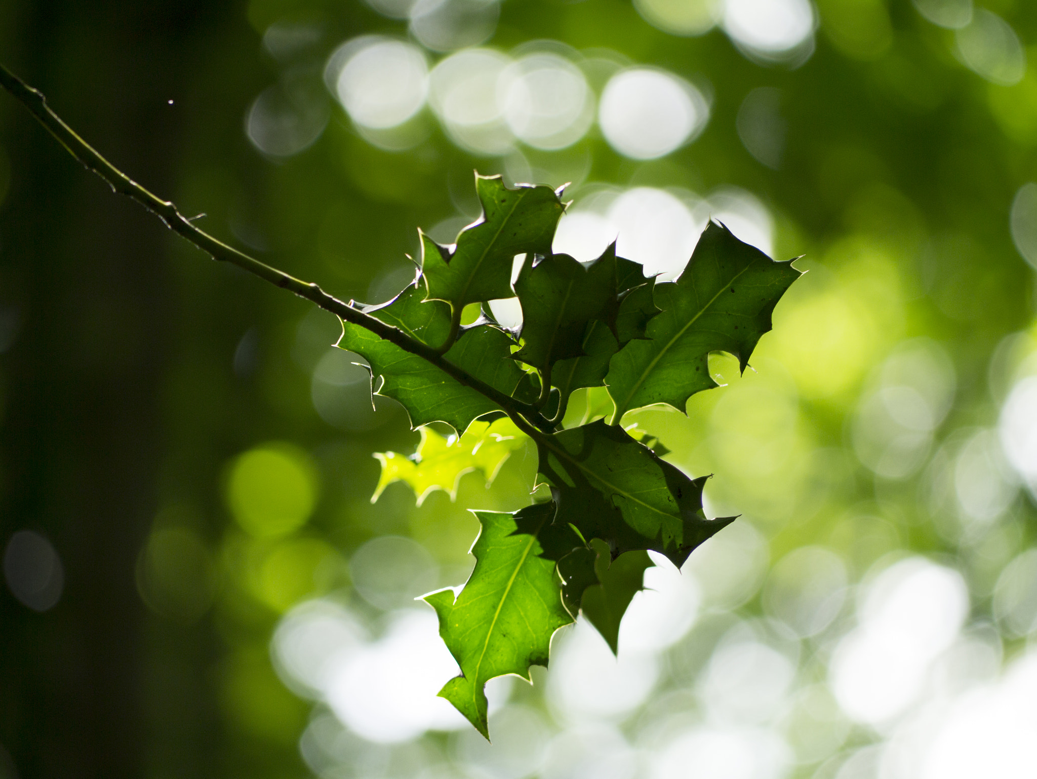 Panasonic Lumix G Vario 45-200mm F4-5.6 OIS sample photo. Holly photography