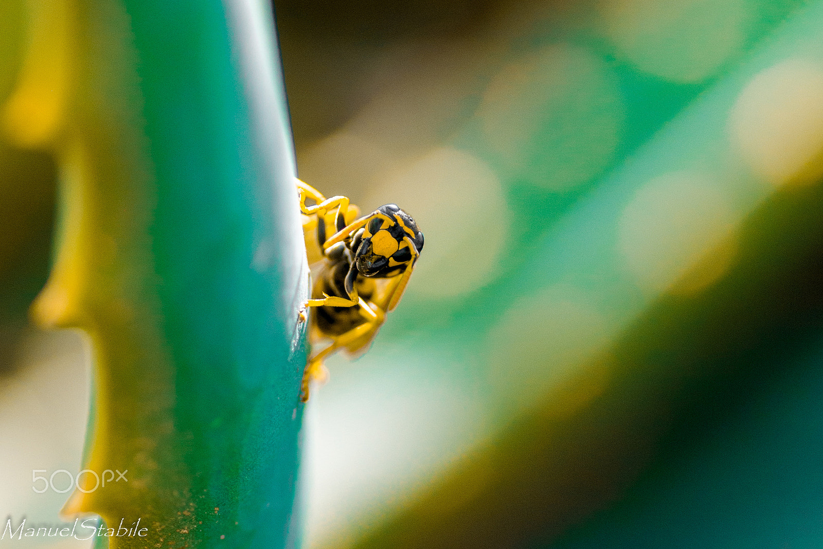 Nikon D300S sample photo. La vespa raschia l'aloe photography