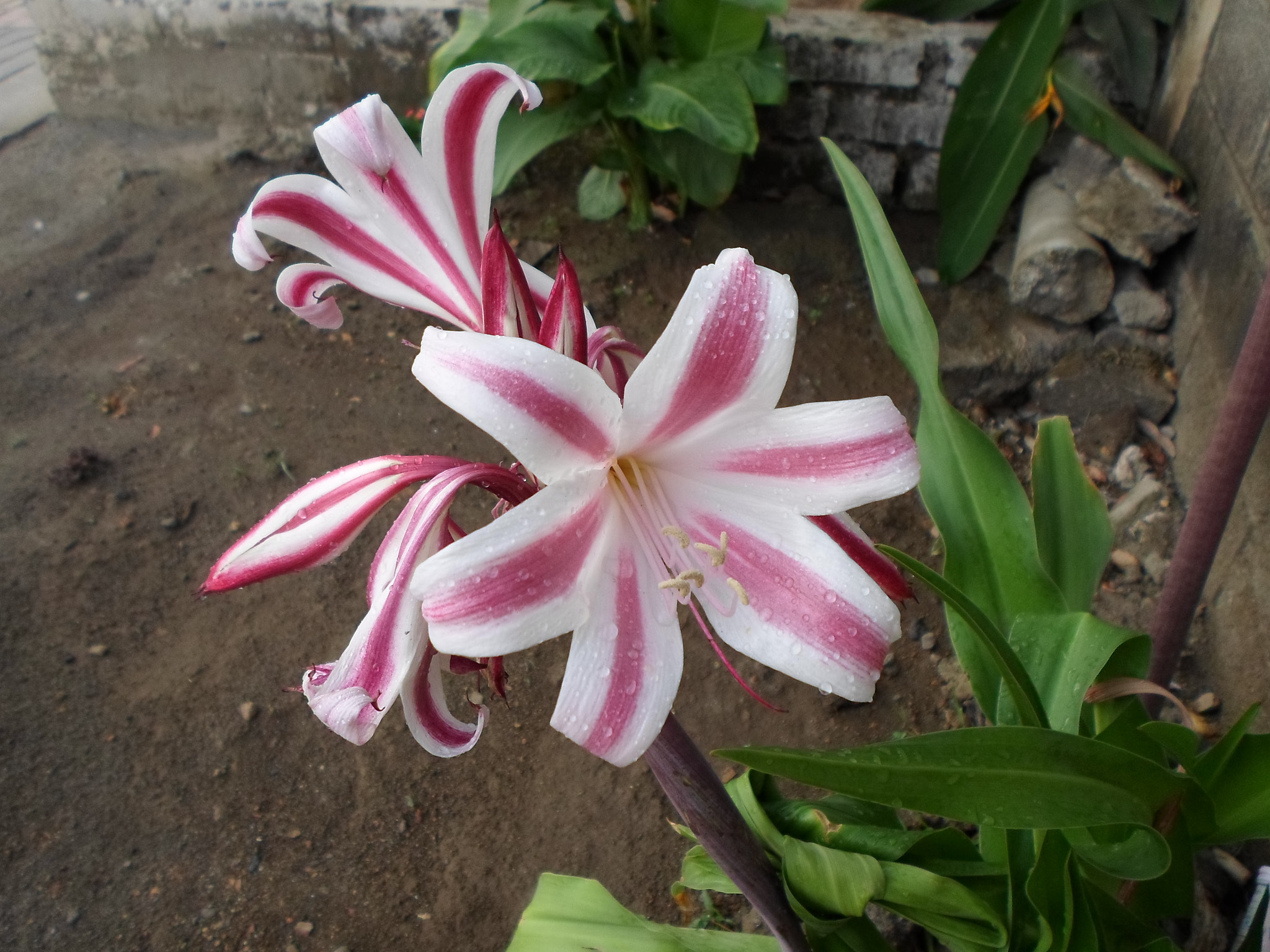 Samsung ES95 sample photo. Liriosde abril.jpg photography