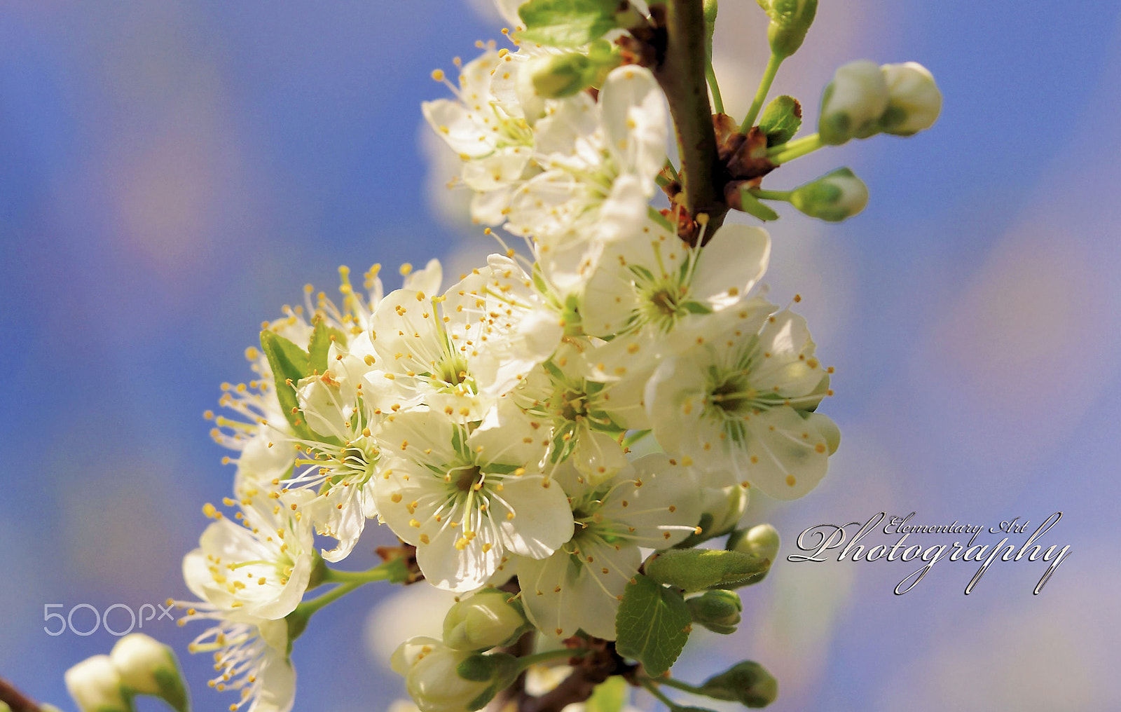 Sigma 150mm F2.8 EX DG Macro HSM sample photo. Spring photography