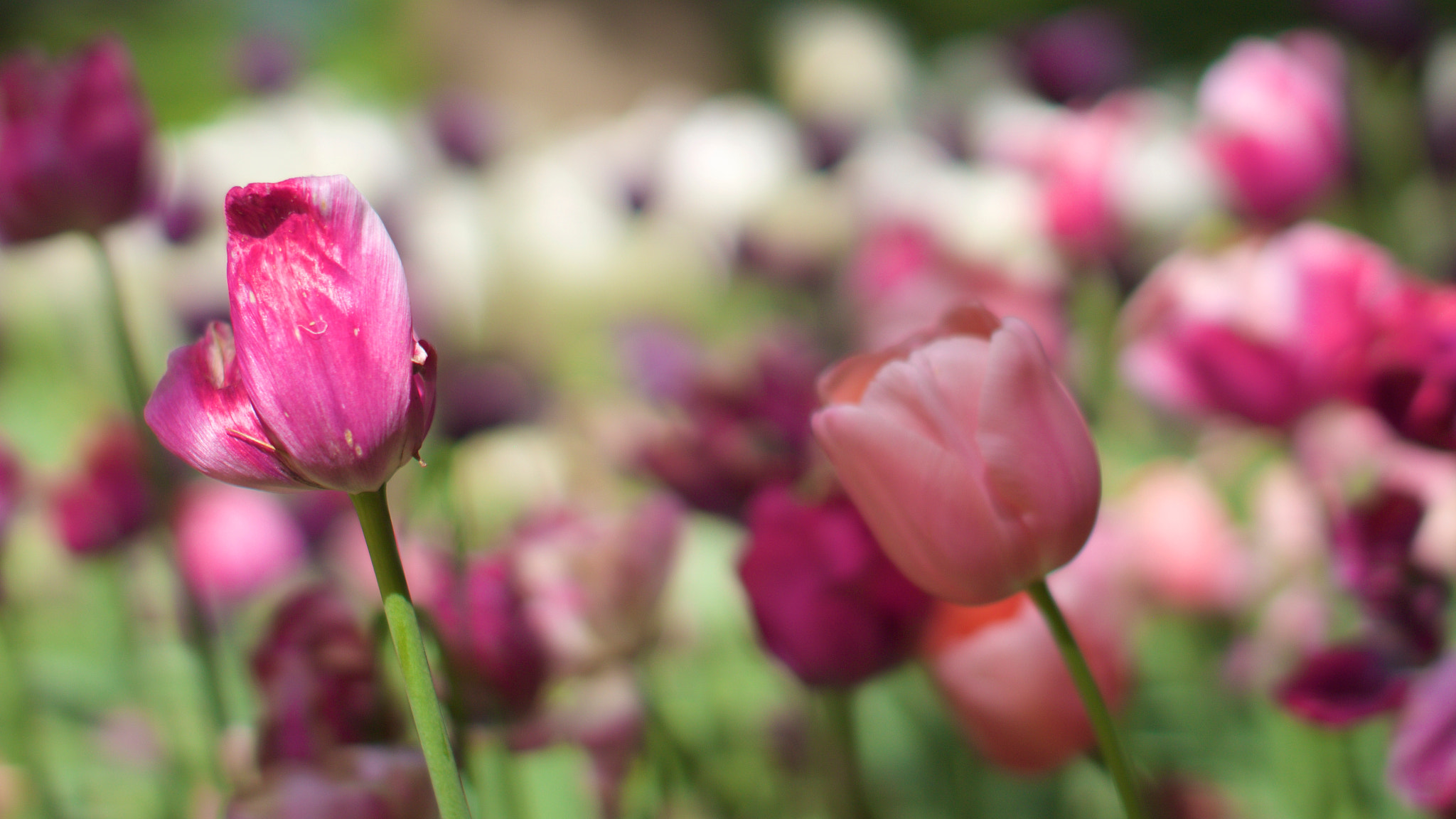 Sigma 50mm F1.4 EX DG HSM sample photo. Tulip cascade photography