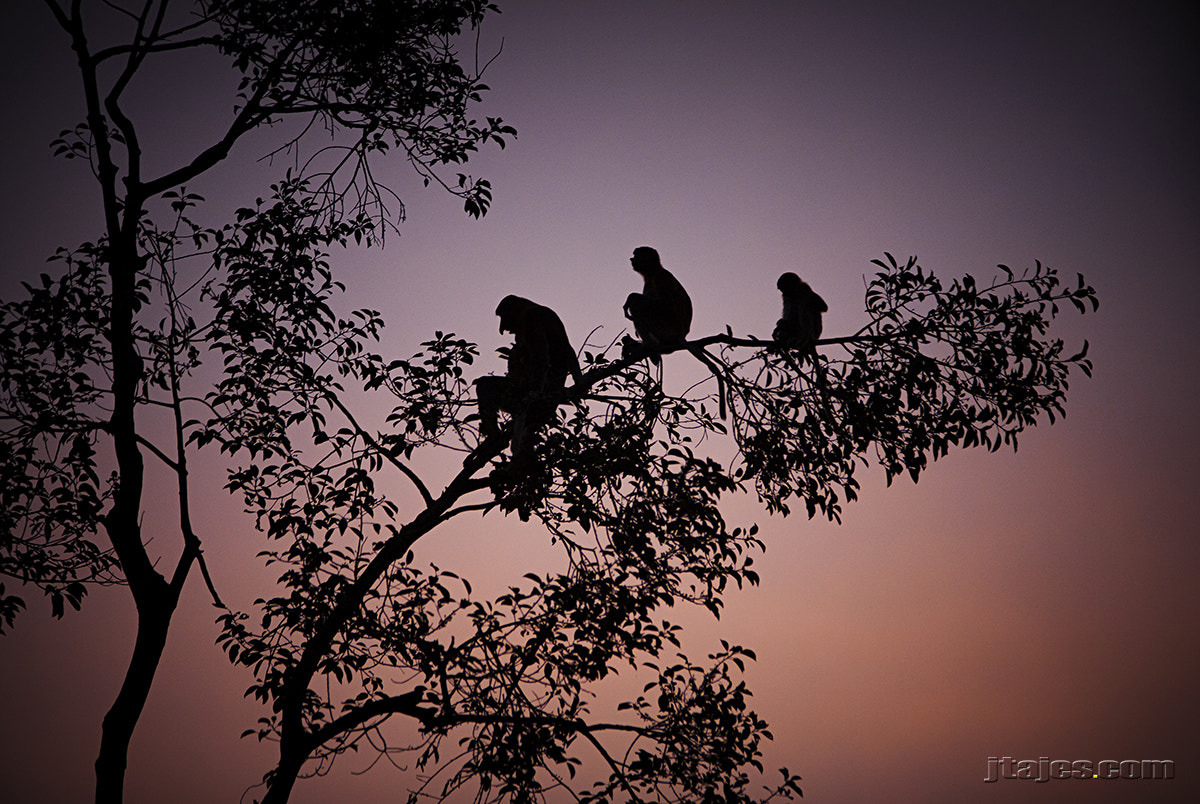 Sigma 70-200mm F2.8 EX DG OS HSM sample photo. Smelling the sunset photography