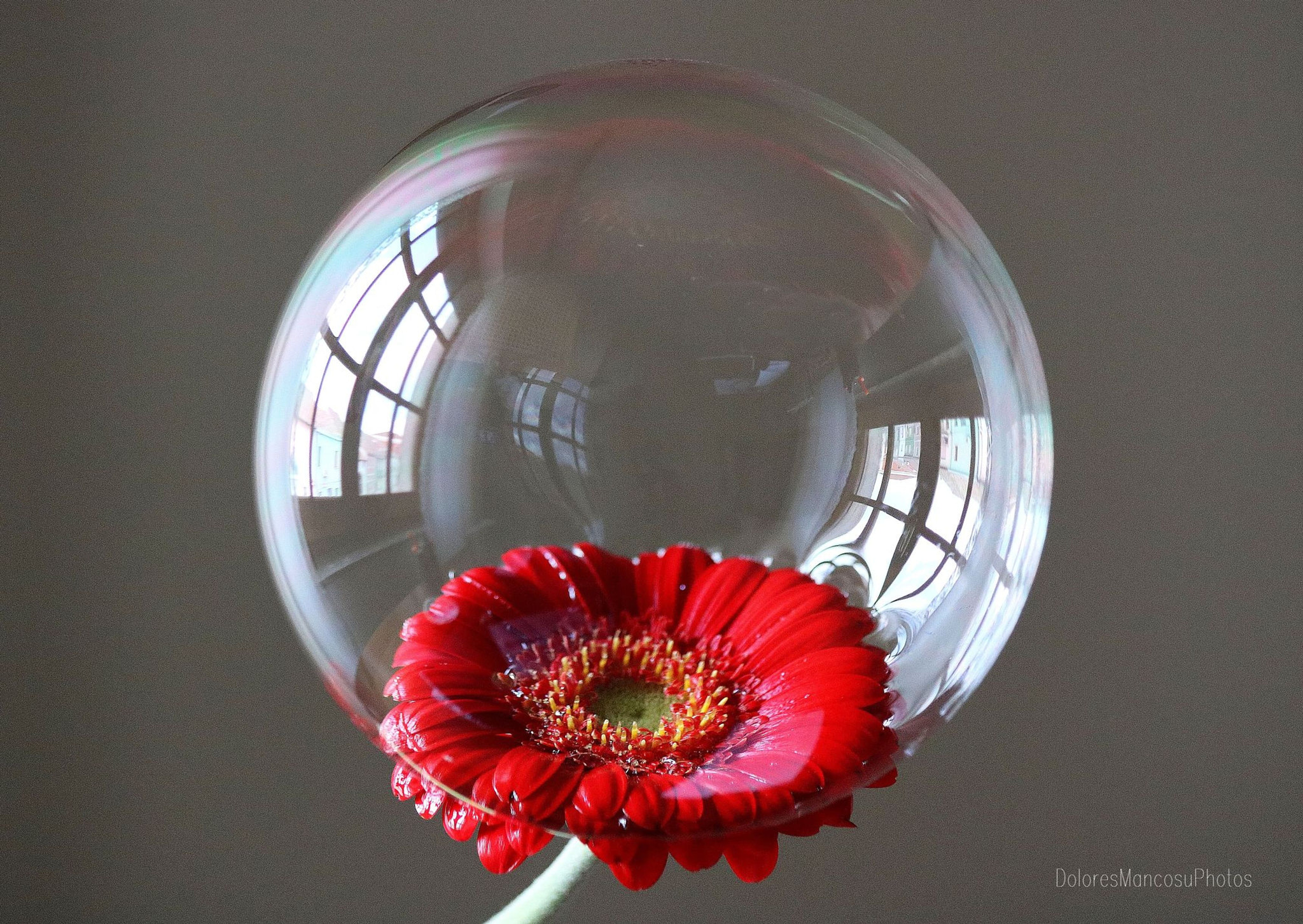 Canon EF 70-300mm F4-5.6 IS USM sample photo. The bubble photography