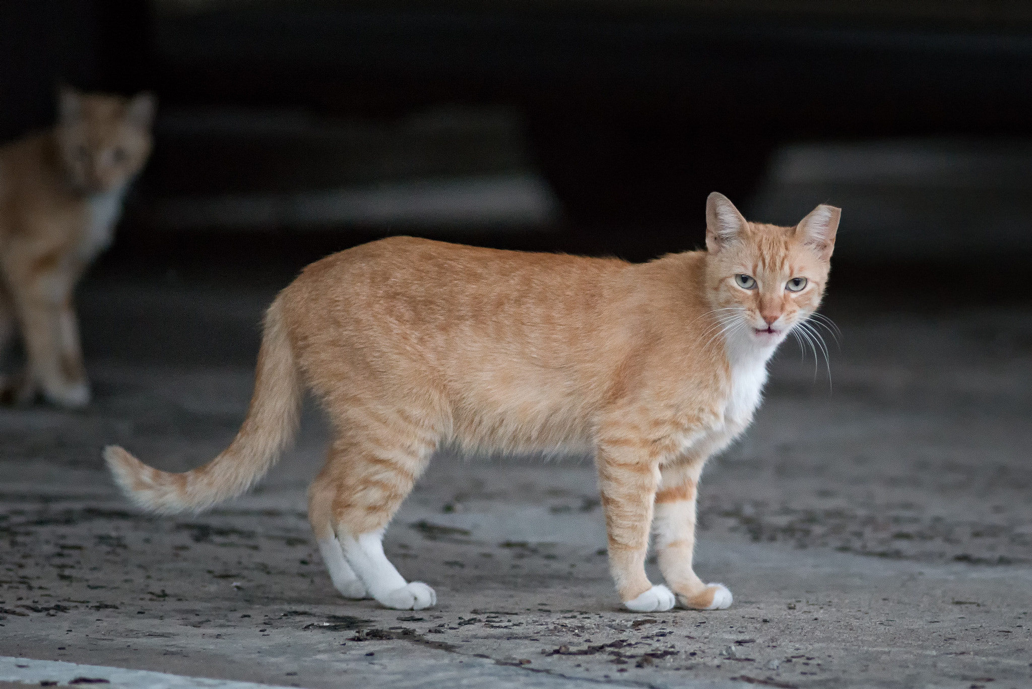 Nikon D800E + Nikon AF Nikkor 180mm F2.8D ED-IF sample photo. Street cats photography