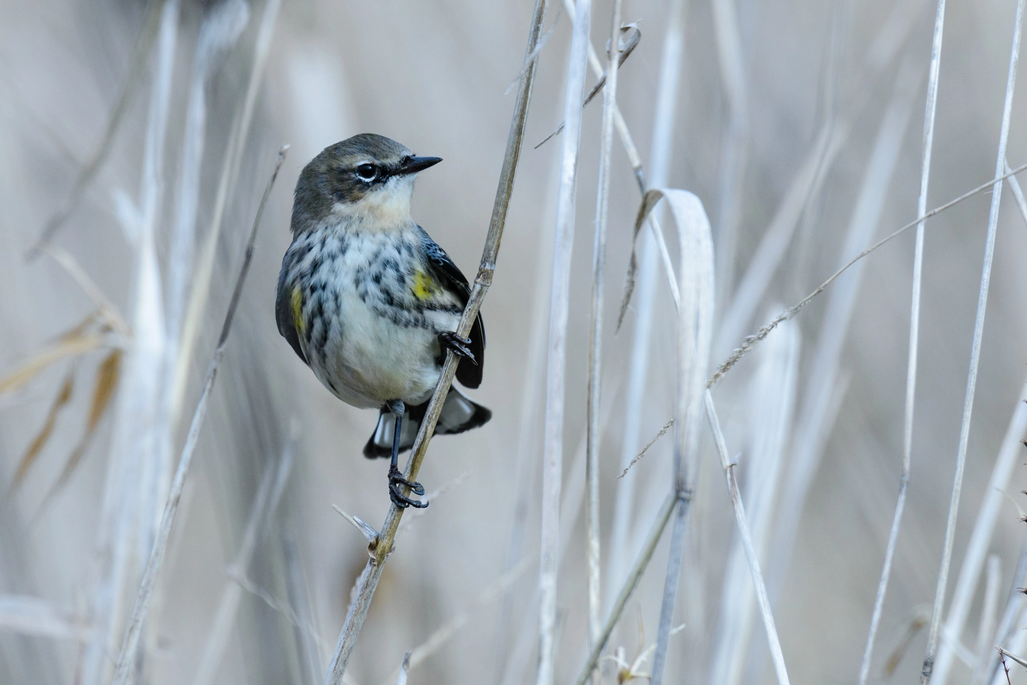 Nikon AF-S Nikkor 400mm F2.8G ED VR II sample photo. Little soft jewel photography