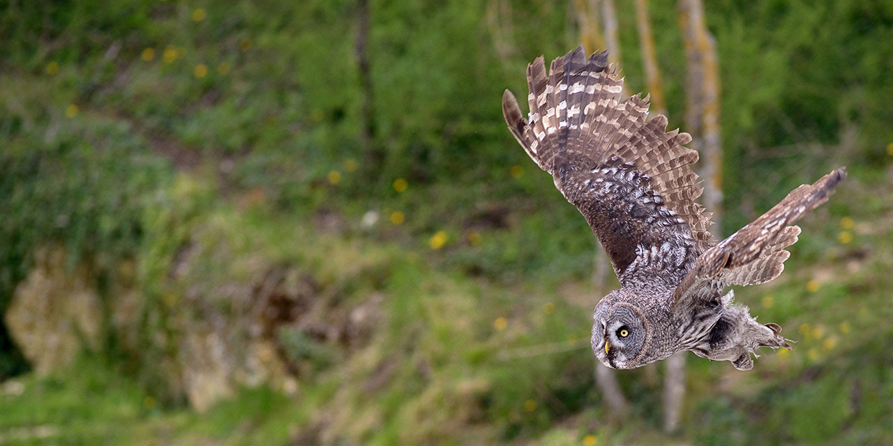 Nikon D800 + AF Nikkor 180mm f/2.8 IF-ED sample photo. Chouette lapone photography