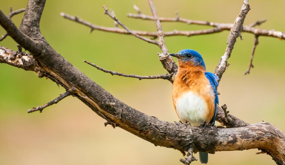 Sigma 150-600mm F5-6.3 DG OS HSM | C sample photo. Beautiful blue photography