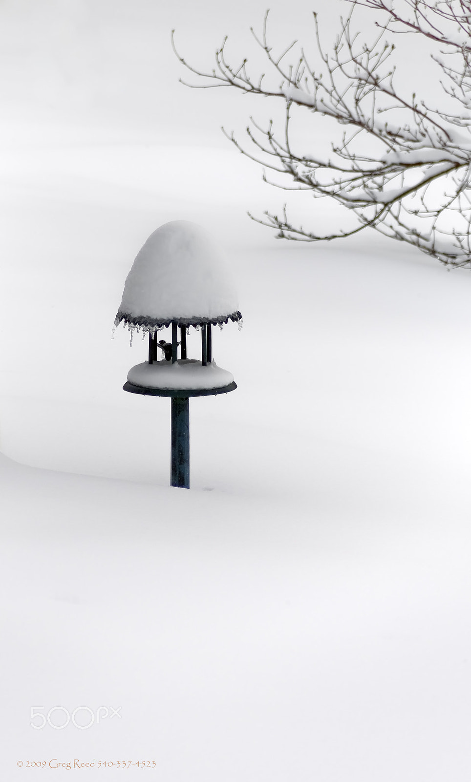 Kodak DCS Pro 14N sample photo. Bird feeder photography