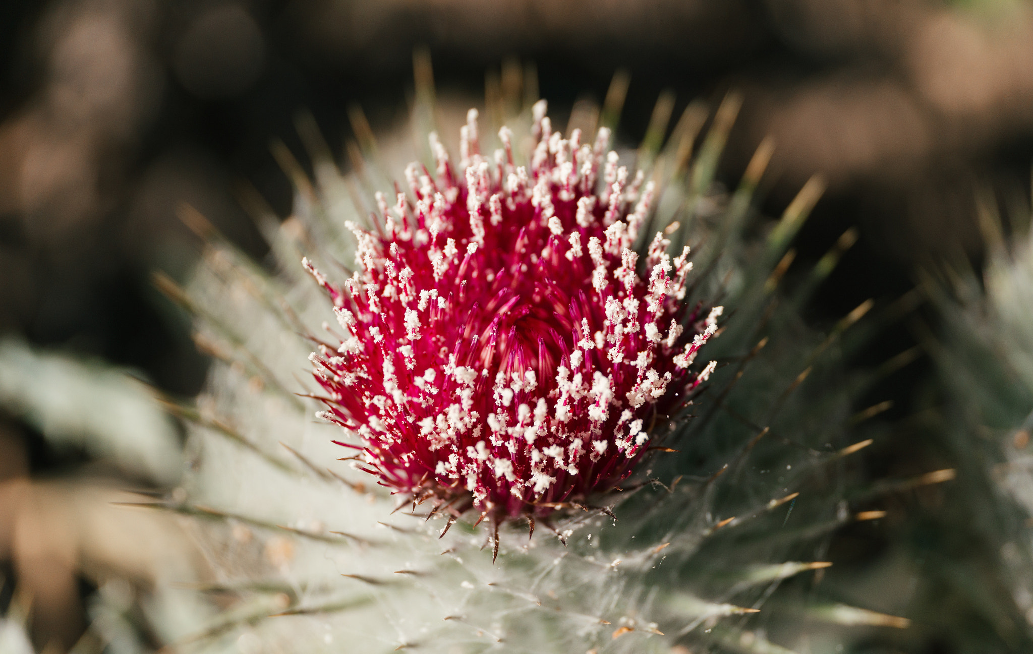 Sony Alpha NEX-6 + E 50mm F2.8 sample photo. Macro 3 photography