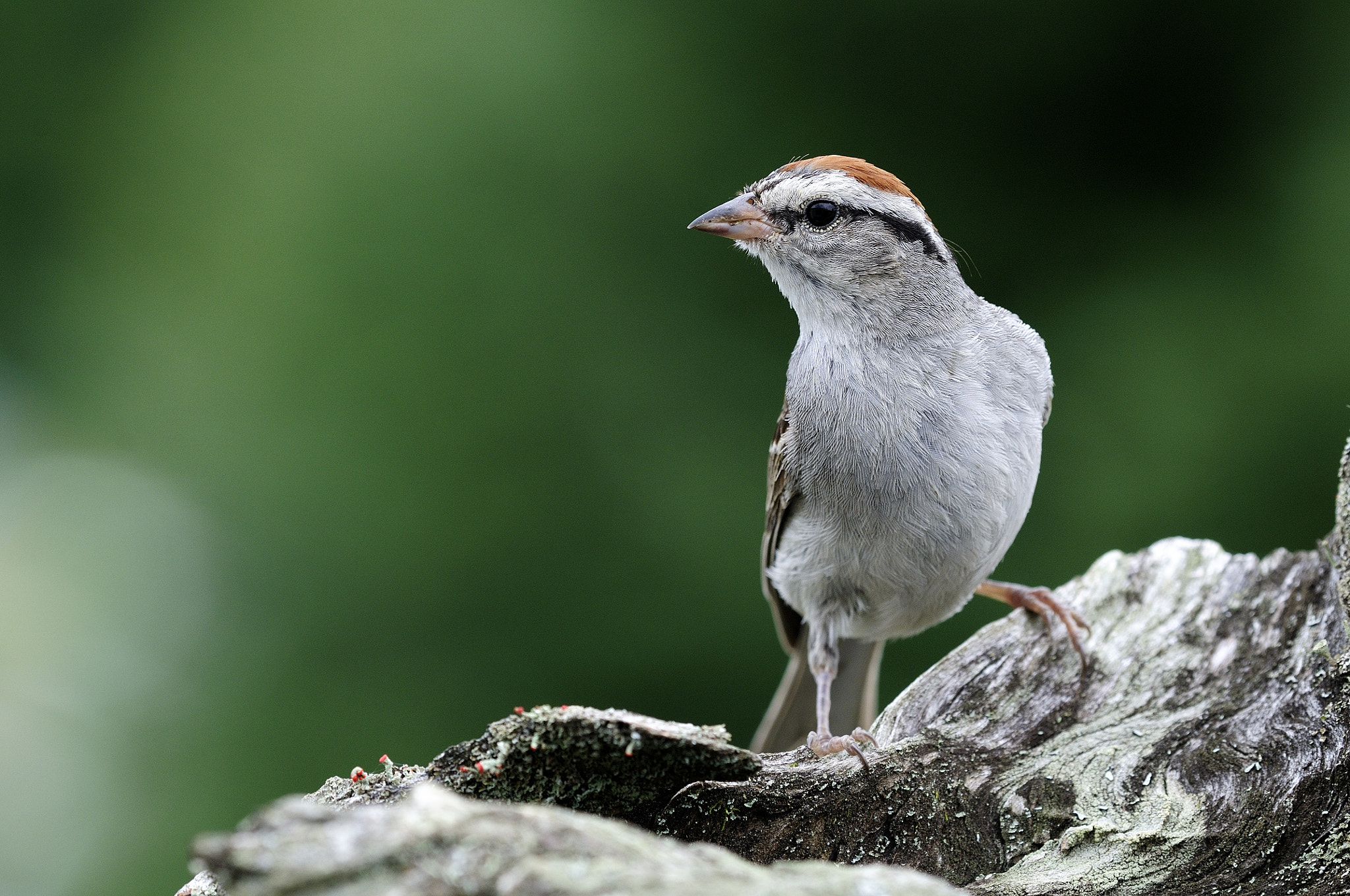 Nikon D300S + Nikon AF Micro-Nikkor 200mm F4D ED-IF sample photo. Bruant familier spizelle passerina chipping sparrow cld photography