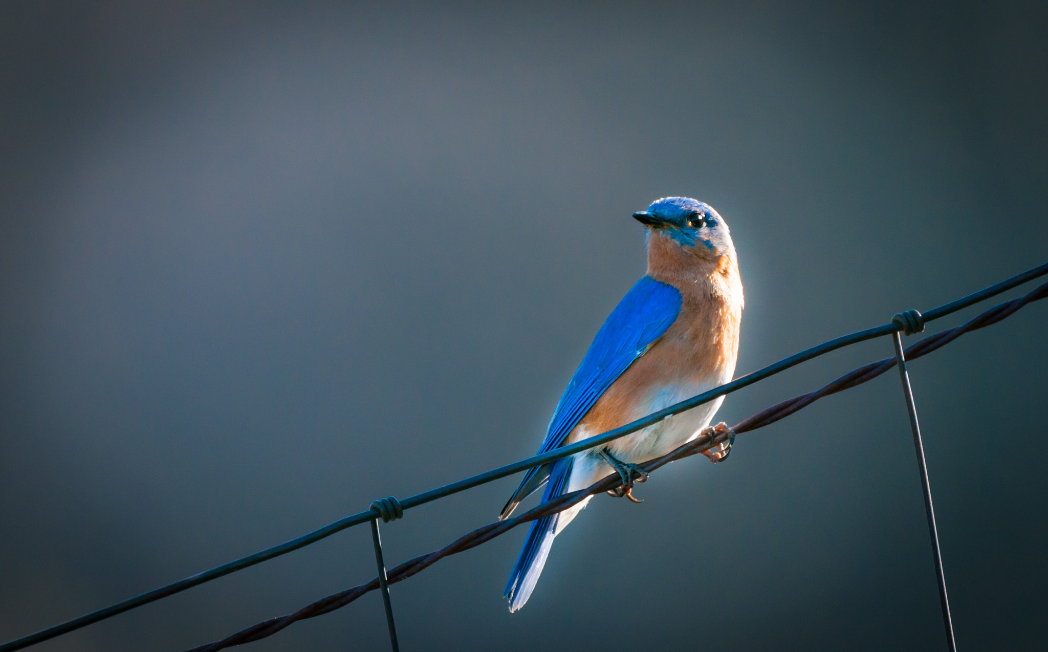 Sigma 150-600mm F5-6.3 DG OS HSM | C sample photo. Male eastern bluebird photography