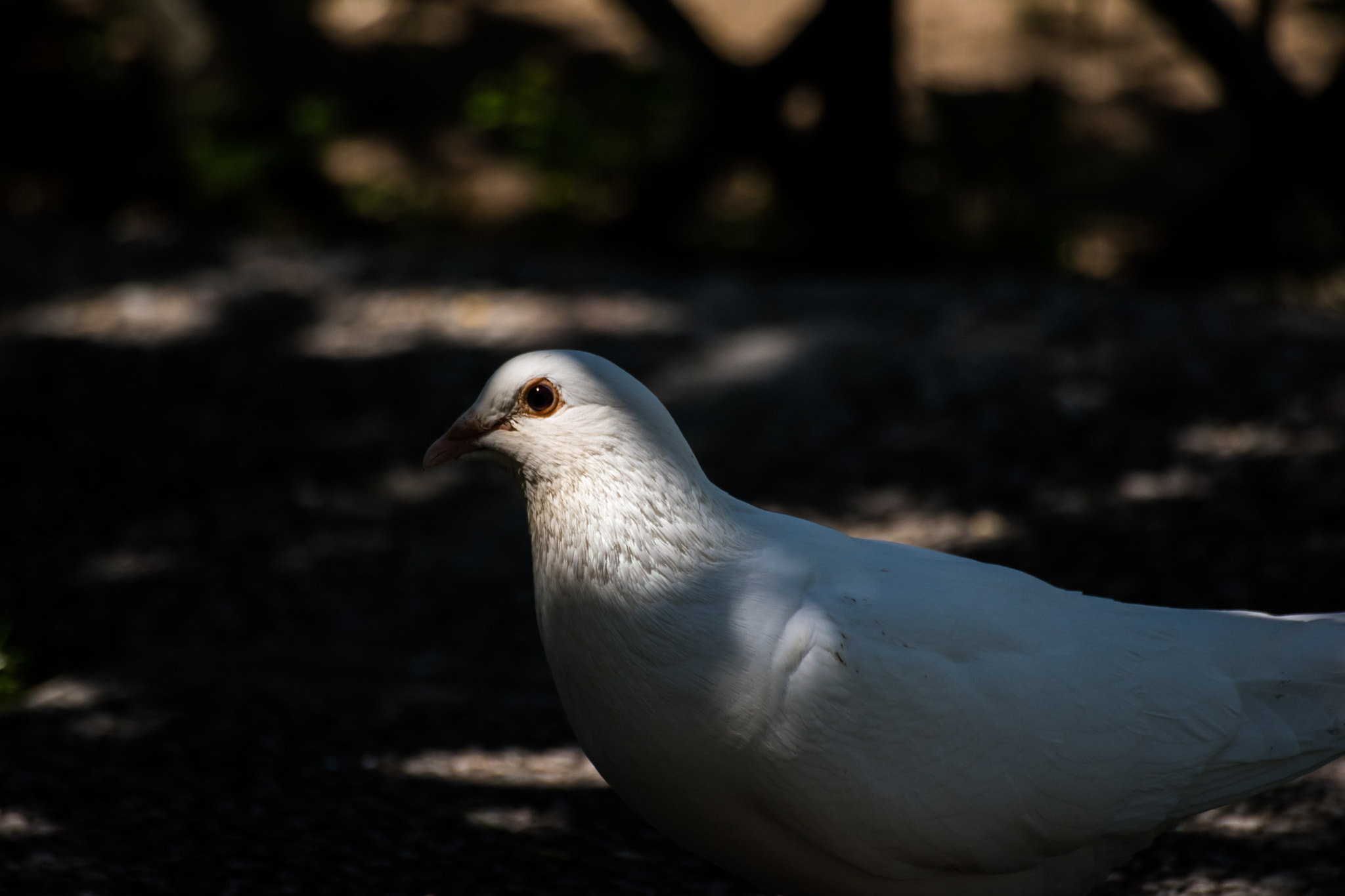 Sigma 70-300mm F4-5.6 APO DG Macro sample photo. White dove photography
