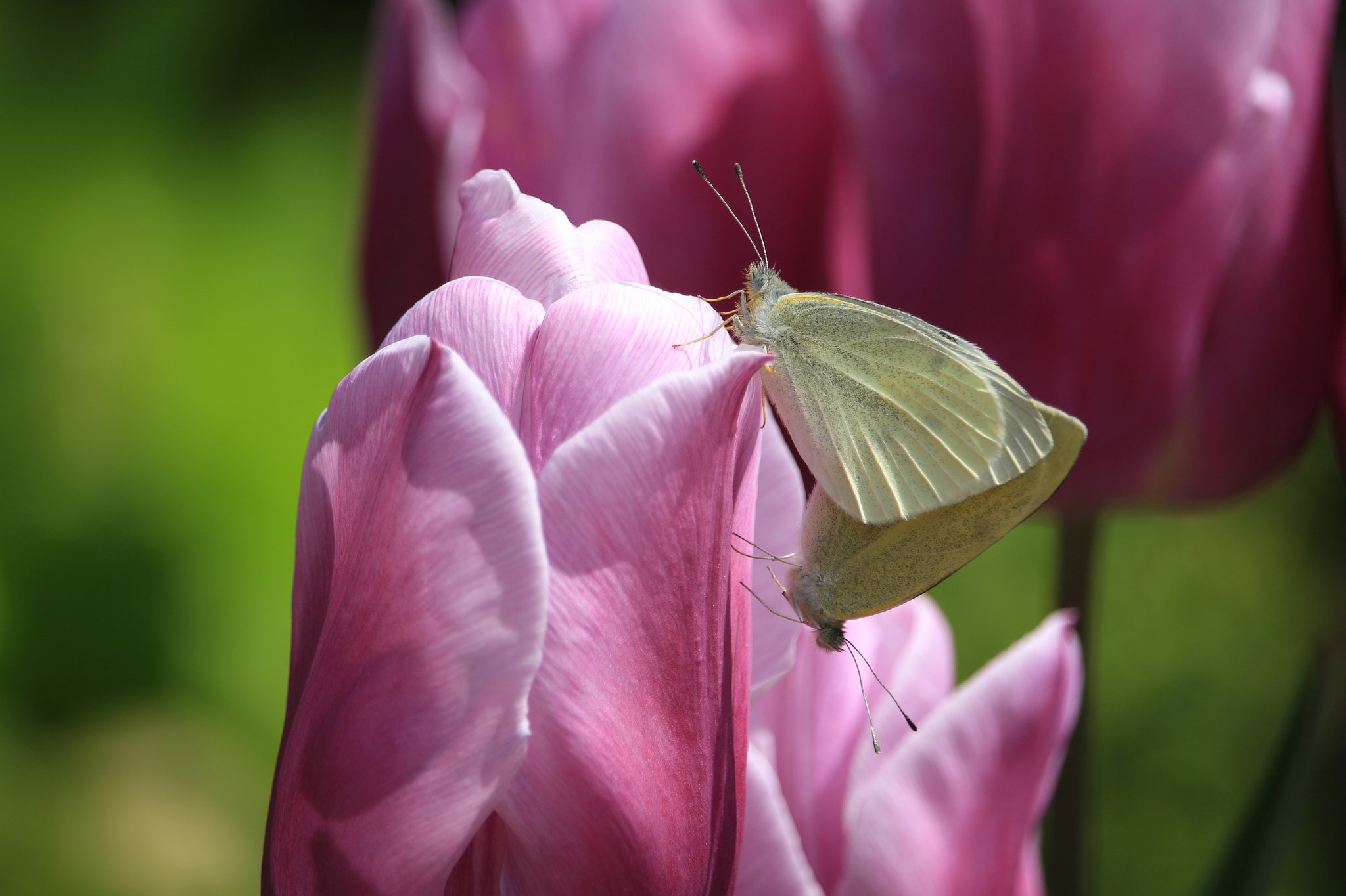 Canon EOS M sample photo. Butterfly photography
