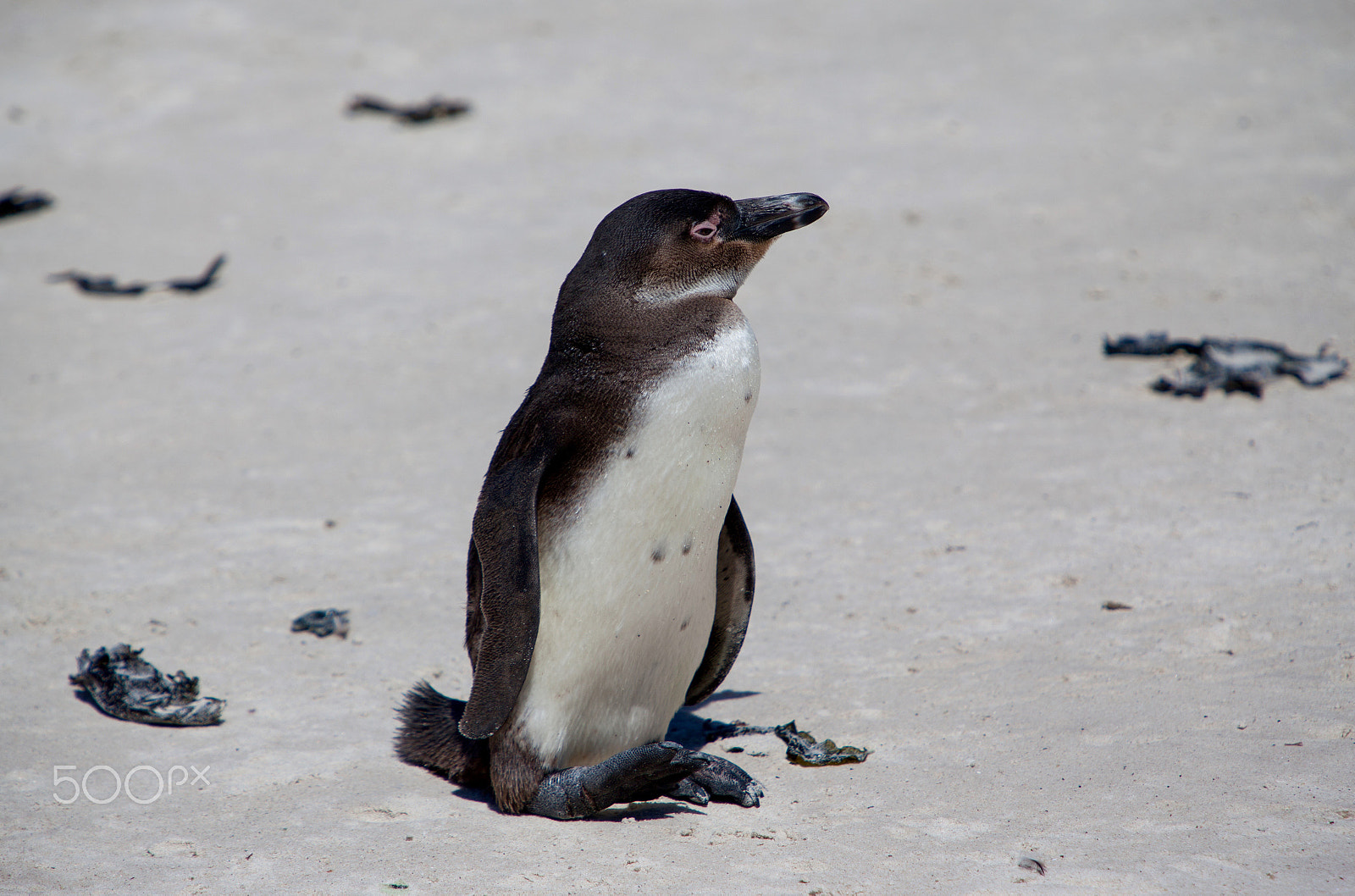 Canon EOS 5D Mark II + Canon EF 70-200mm F2.8L IS USM sample photo. Gentoo penguin photography