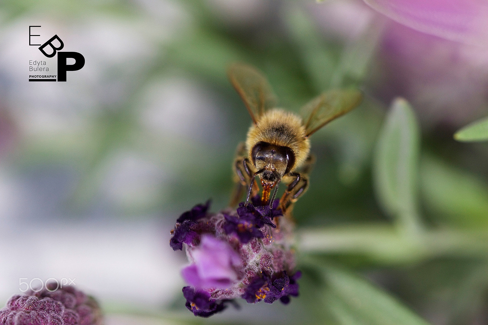 Canon EF 100mm F2.8L Macro IS USM sample photo. Macro by edyta. photography