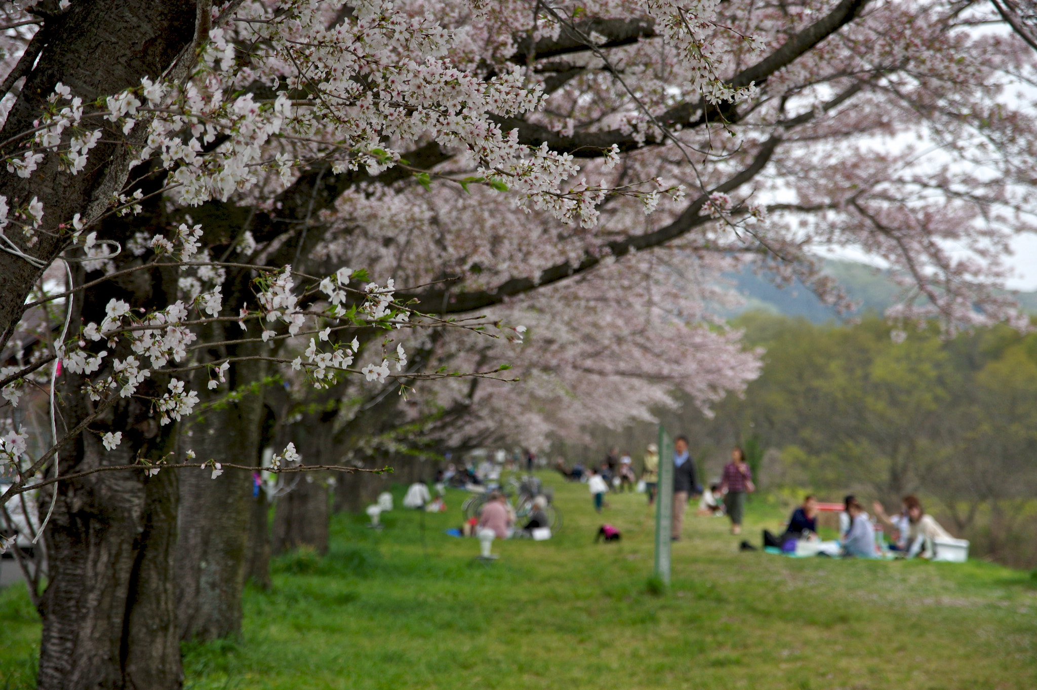 Pentax K-3 sample photo. Party photography