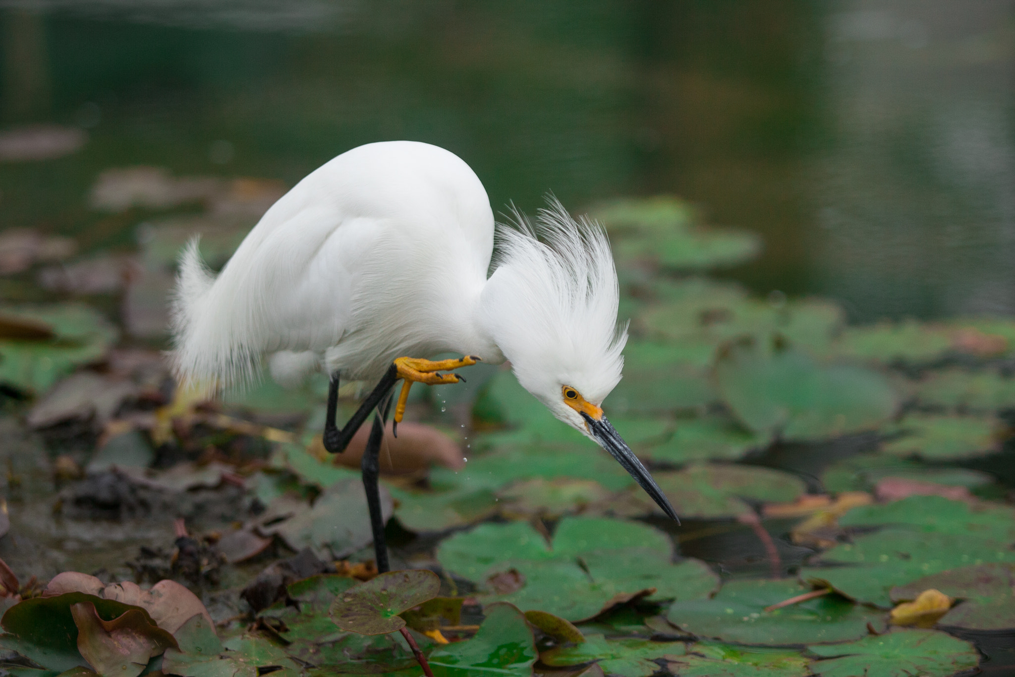 Canon EOS-1D Mark III sample photo. Fishing photography