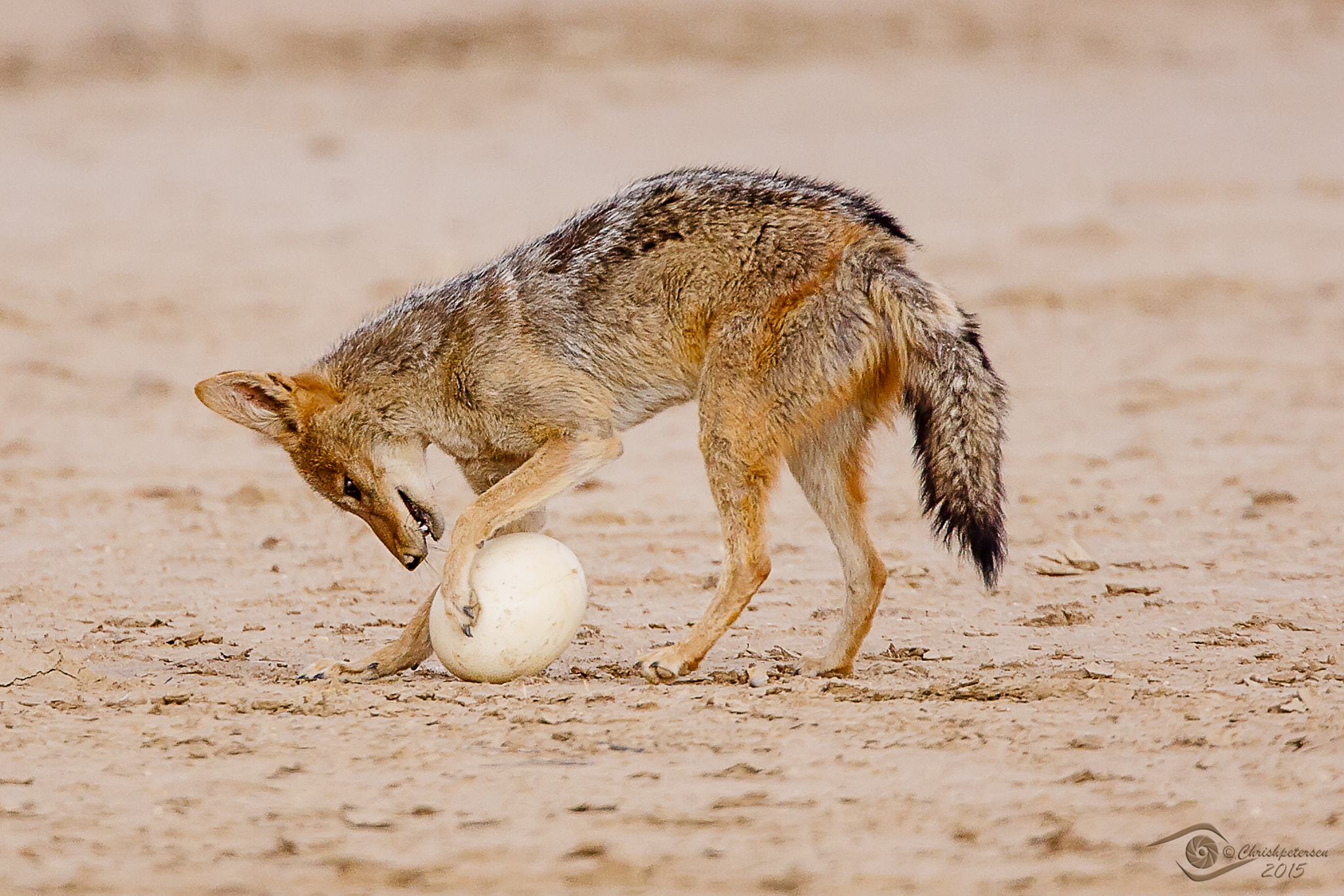 Canon EOS 40D + Canon EF 500mm F4L IS USM sample photo. Jackal rugby scrum photography