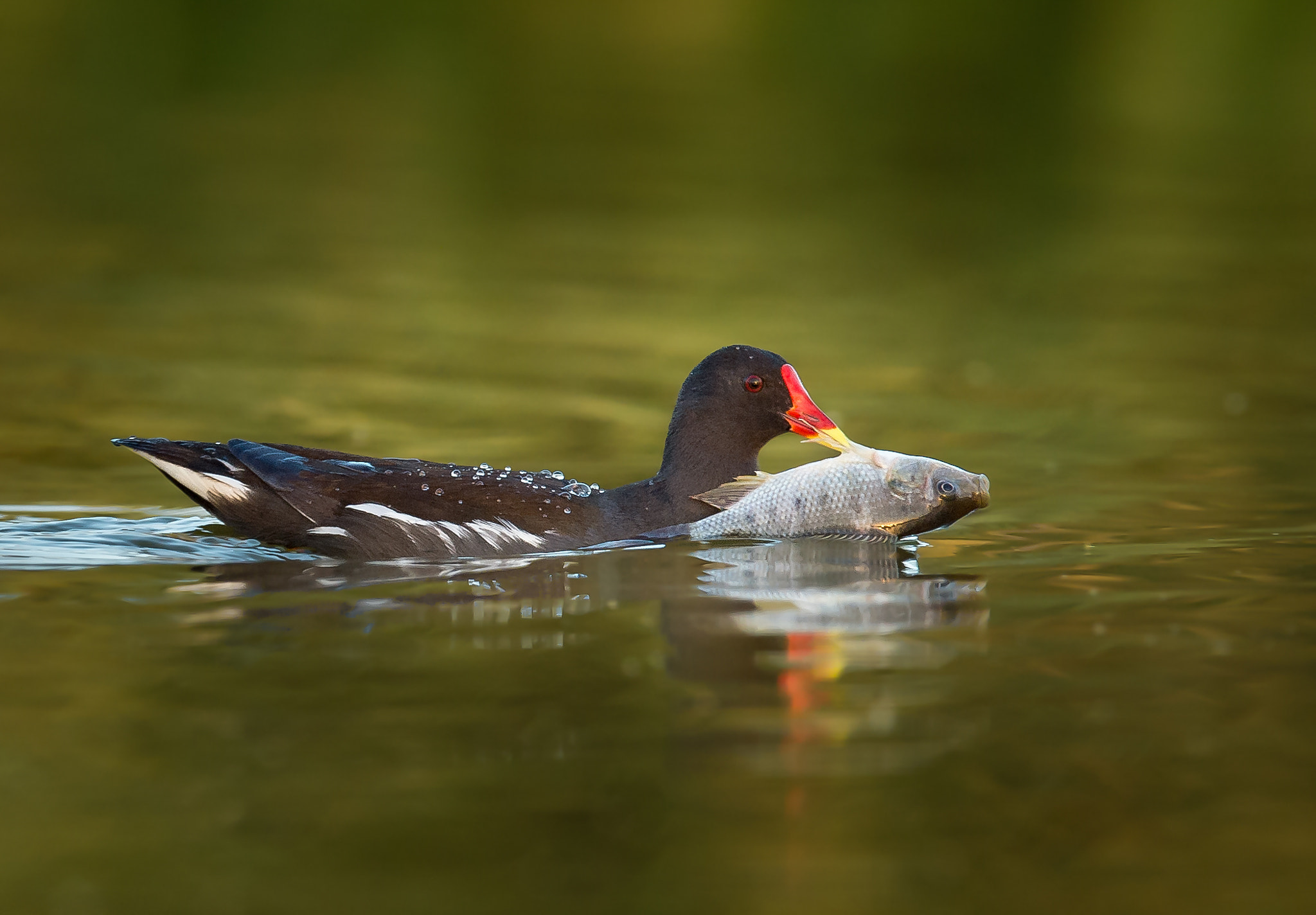 Nikon D4S sample photo. Common moorhen photography