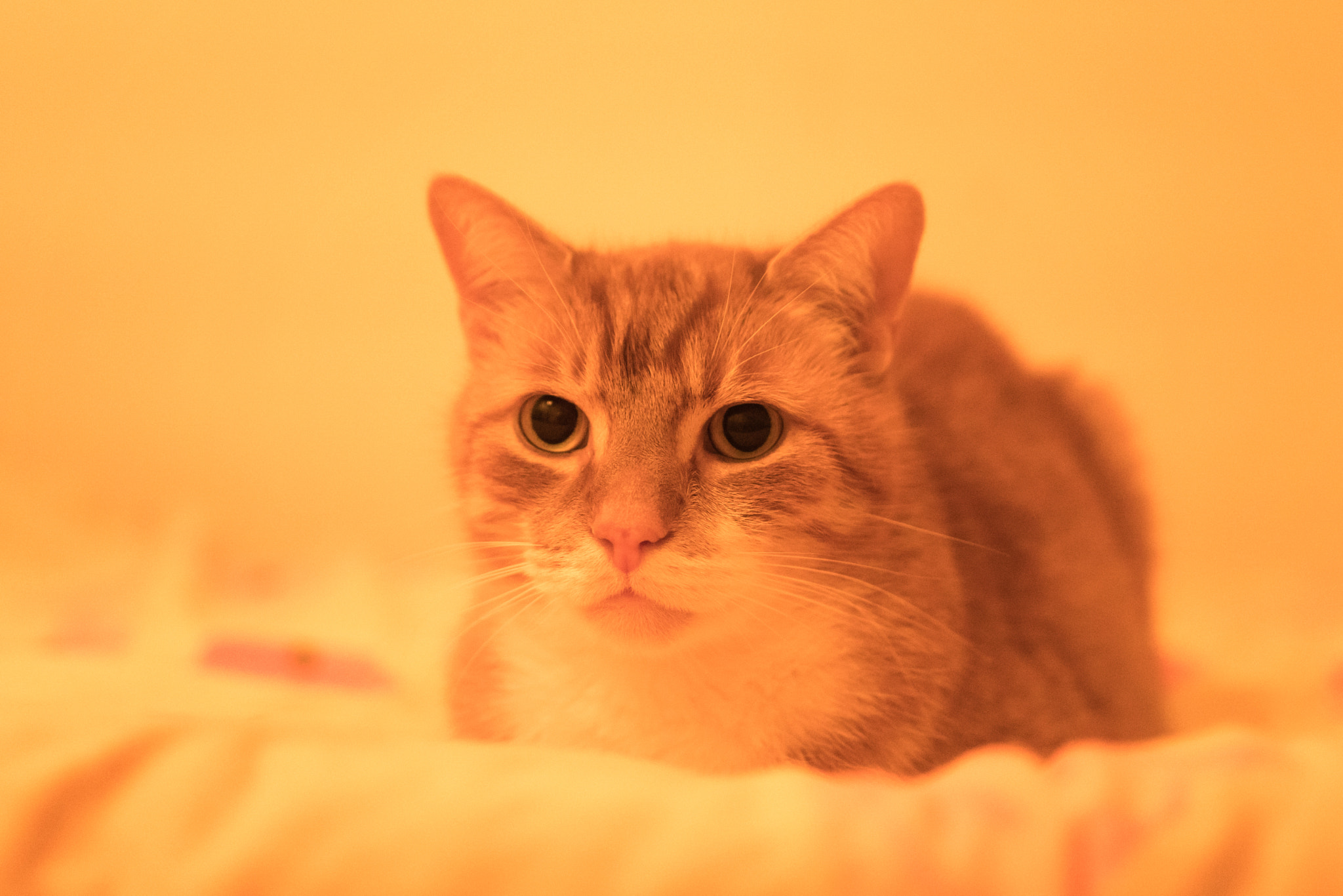 Sony a6300 + 18-35mm F1.8 DC HSM | Art 013 sample photo. El gato naranja photography