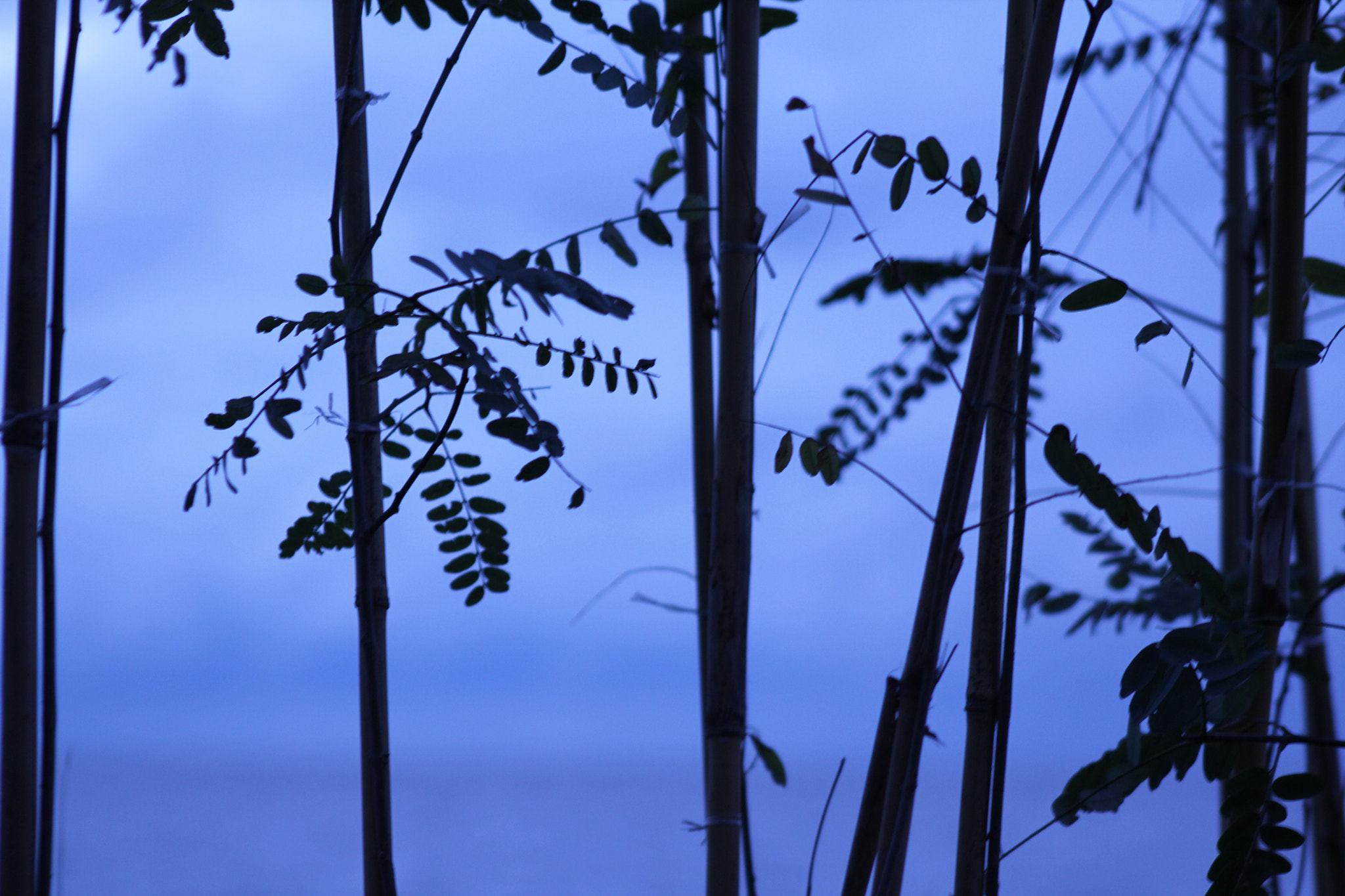Canon EOS 550D (EOS Rebel T2i / EOS Kiss X4) sample photo. Small leaves photography