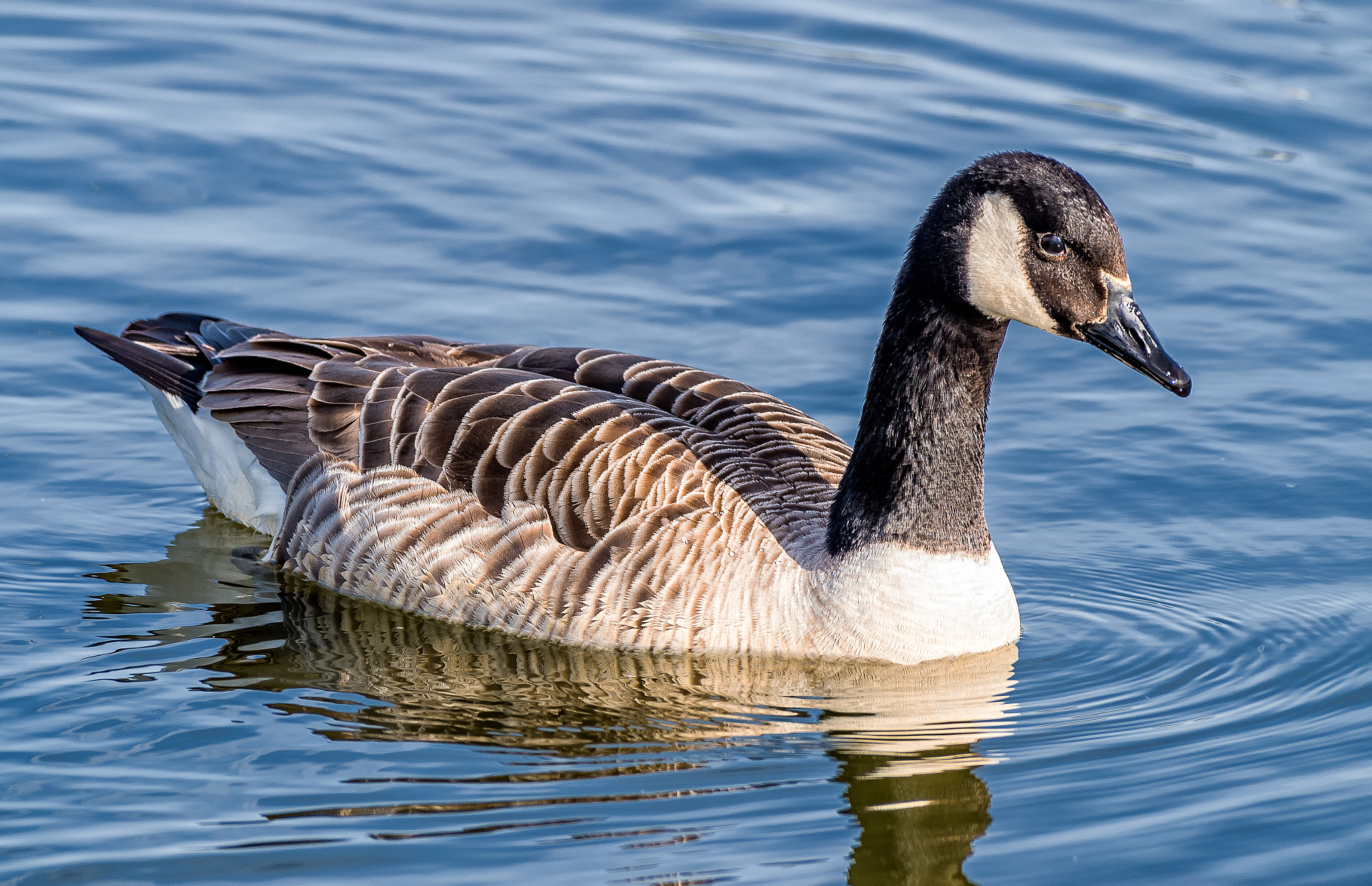 Pentax K-S1 + Sigma sample photo. Canada goose photography