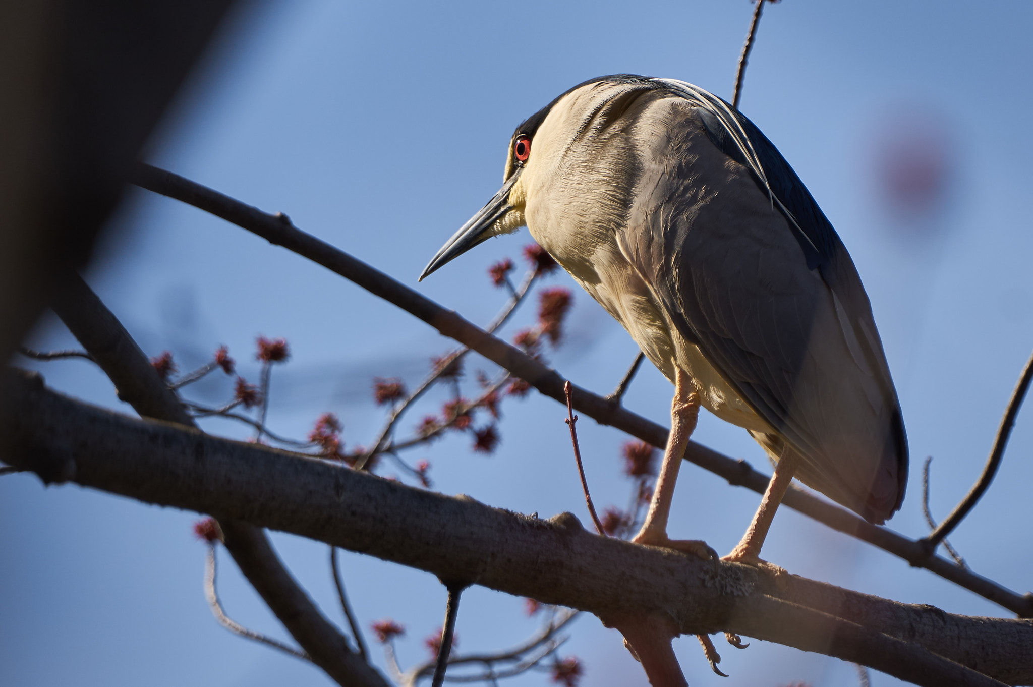 Sony ILCA-77M2 + Sony 70-400mm F4-5.6 G SSM II sample photo. Black crowned night heron photography