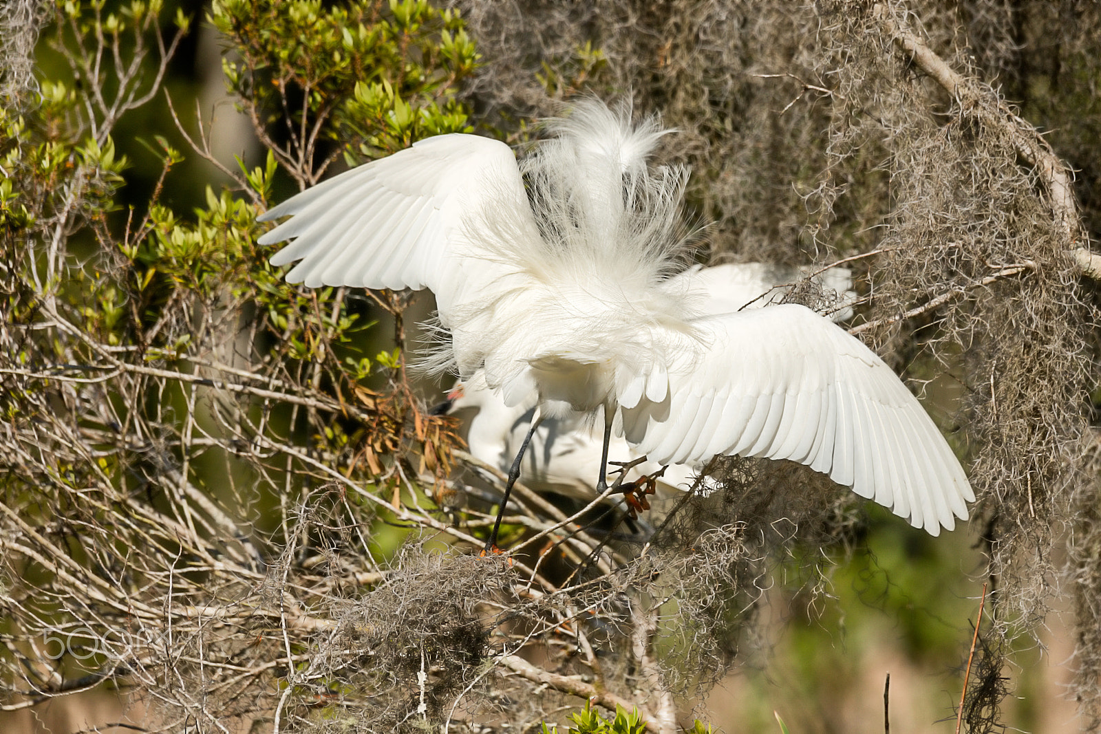 Canon EOS 5DS + Sigma 150-600mm F5-6.3 DG OS HSM | C sample photo. Snowy egret roused photography