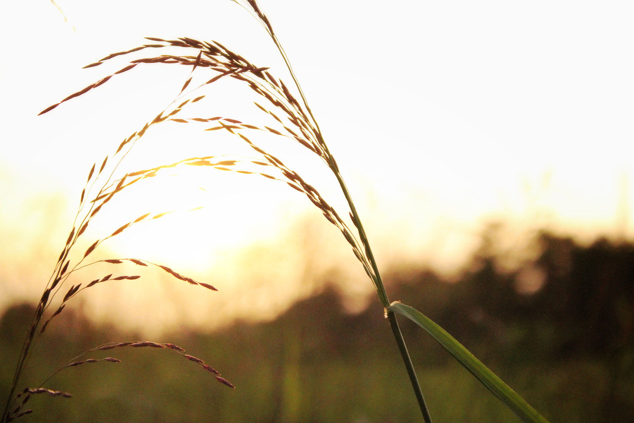 Canon EF-S 18-55mm F3.5-5.6 III sample photo. A beautiful sunset photography