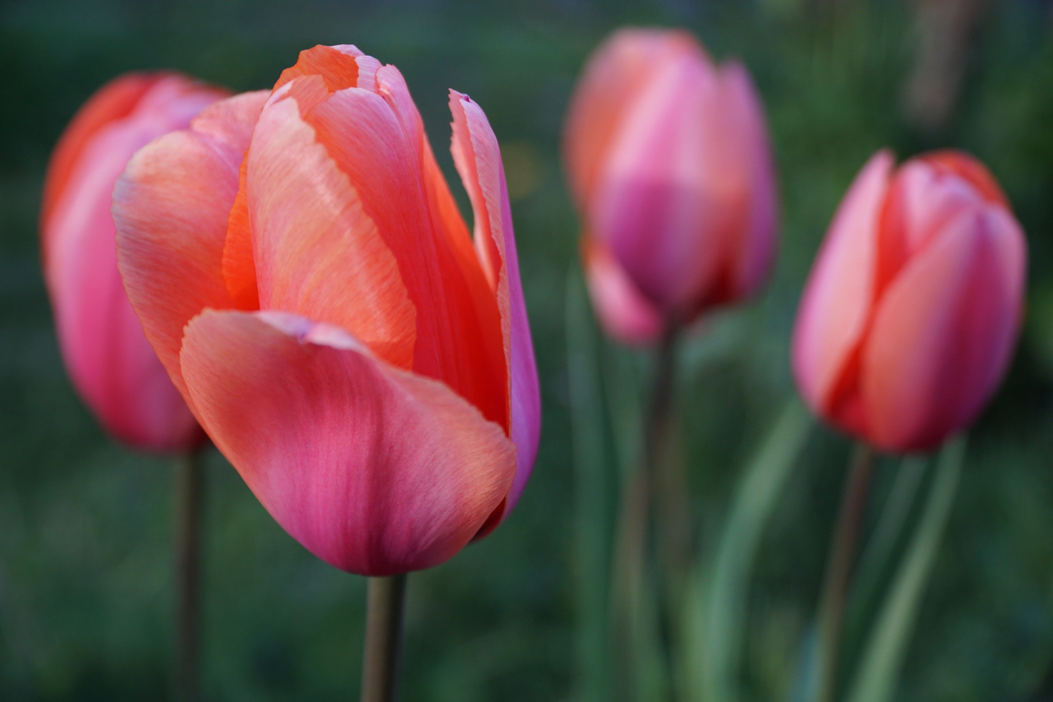 Sony a6000 + Sony E PZ 18-105mm F4 G OSS sample photo. Spring tulips 2016 wa photography