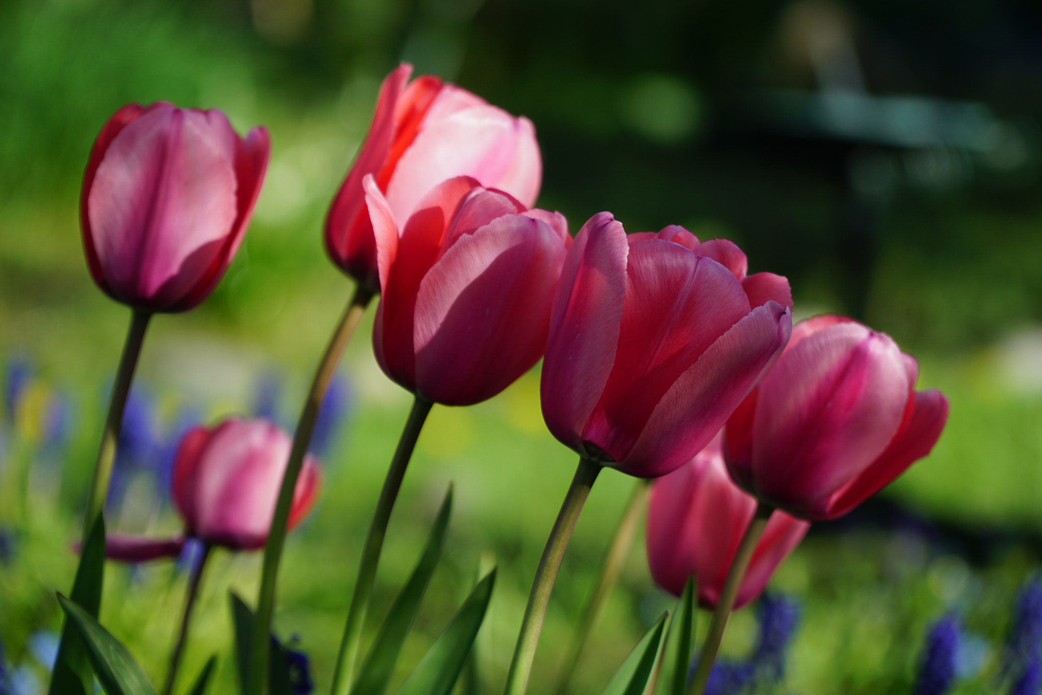 Sony a6000 + Sony E PZ 18-105mm F4 G OSS sample photo. Spring tulips 2016 wa photography