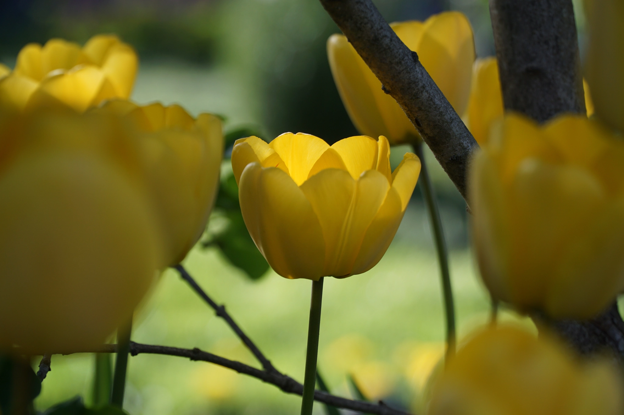 Sony a6000 + Sony E PZ 18-105mm F4 G OSS sample photo. Spring tulips 2016 wa photography