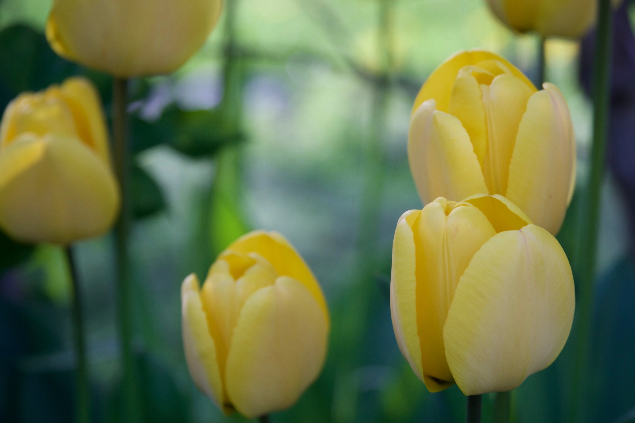 Sony a6000 + Sony E PZ 18-105mm F4 G OSS sample photo. Spring tulips 2016 wa photography