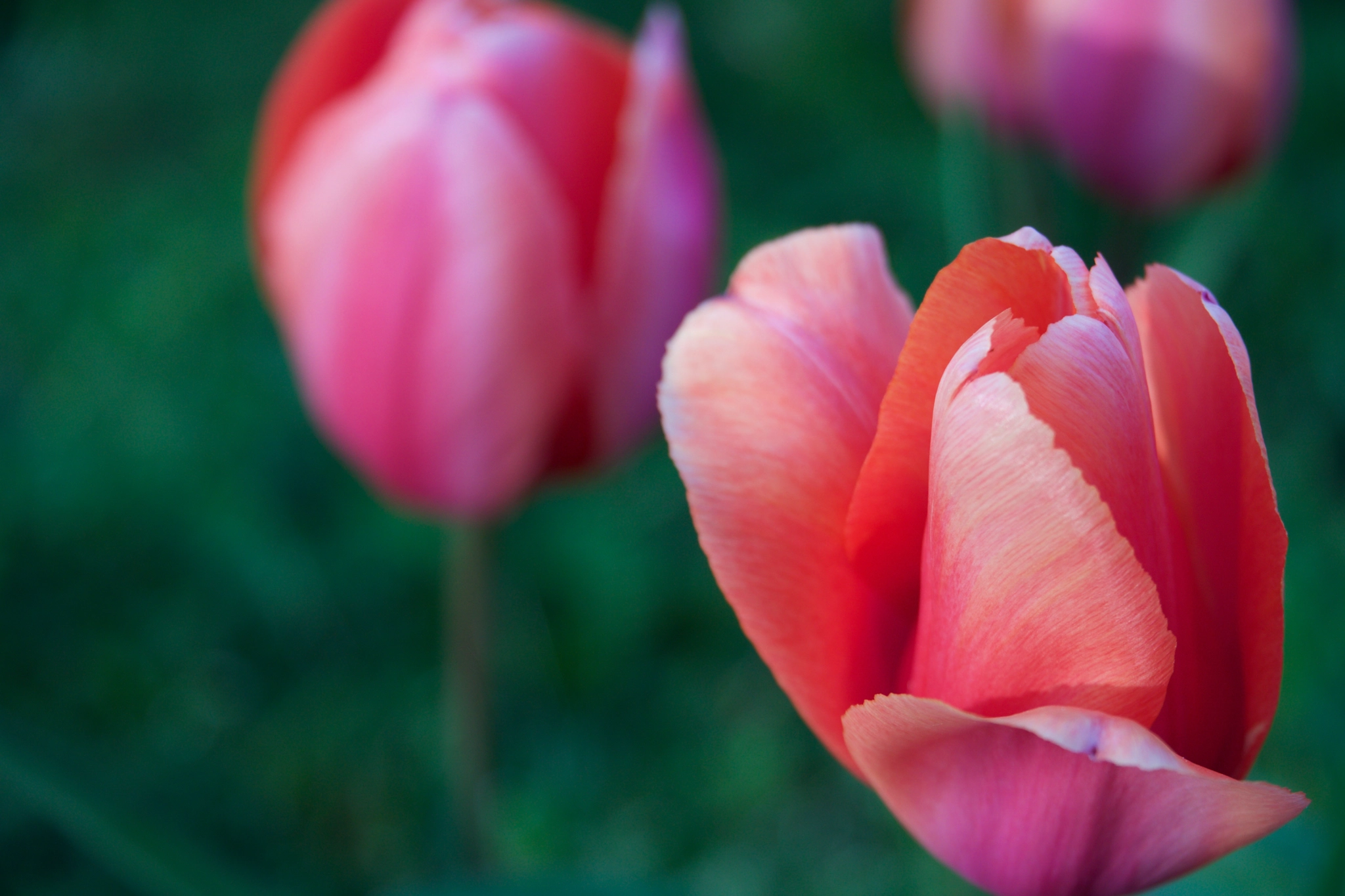 Sony a6000 + Sony E PZ 18-105mm F4 G OSS sample photo. Spring tulips 2016 wa photography