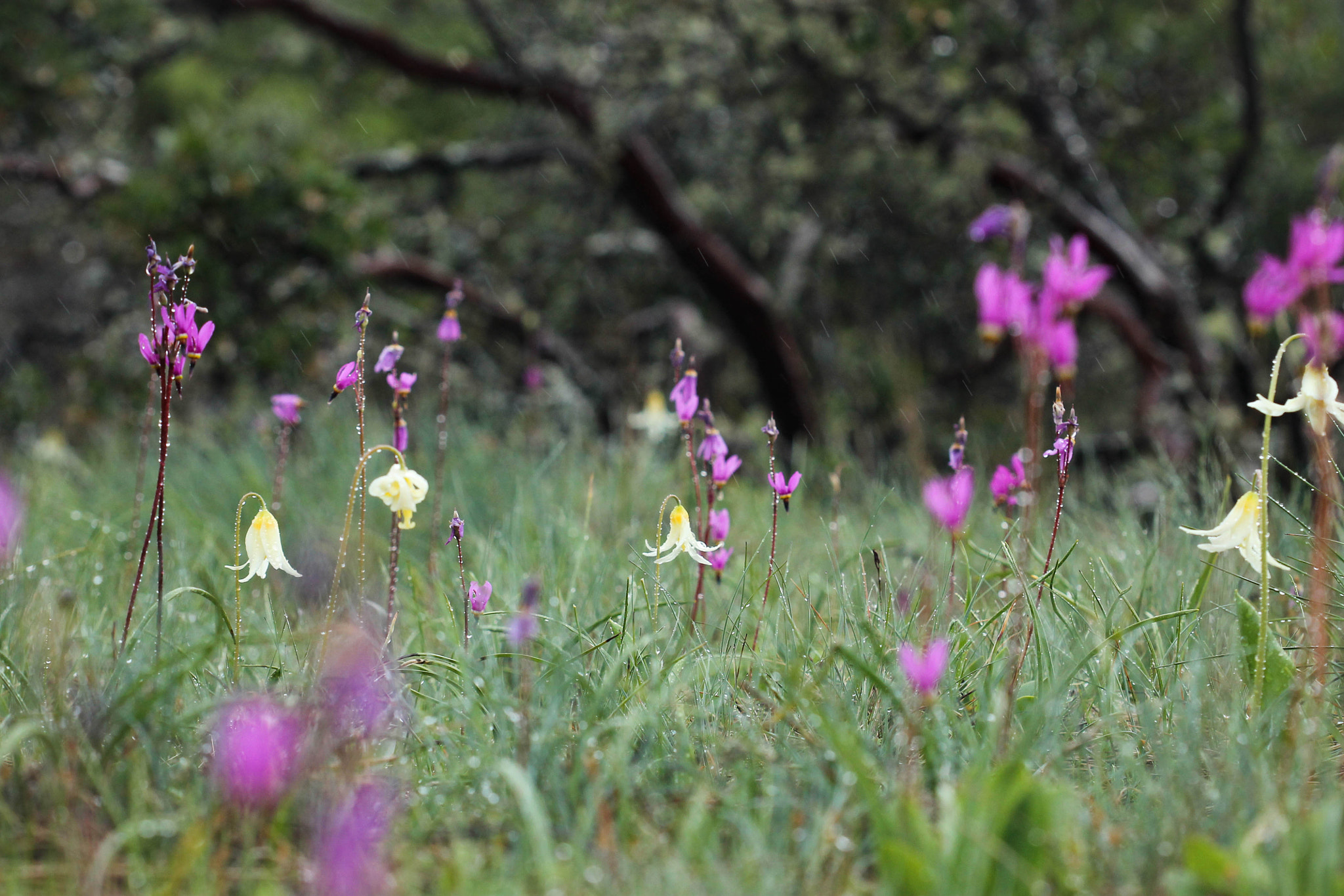 Canon EF 100mm F2.8 Macro USM sample photo. Erythronium oregonum dodecatheon pulchellum photography