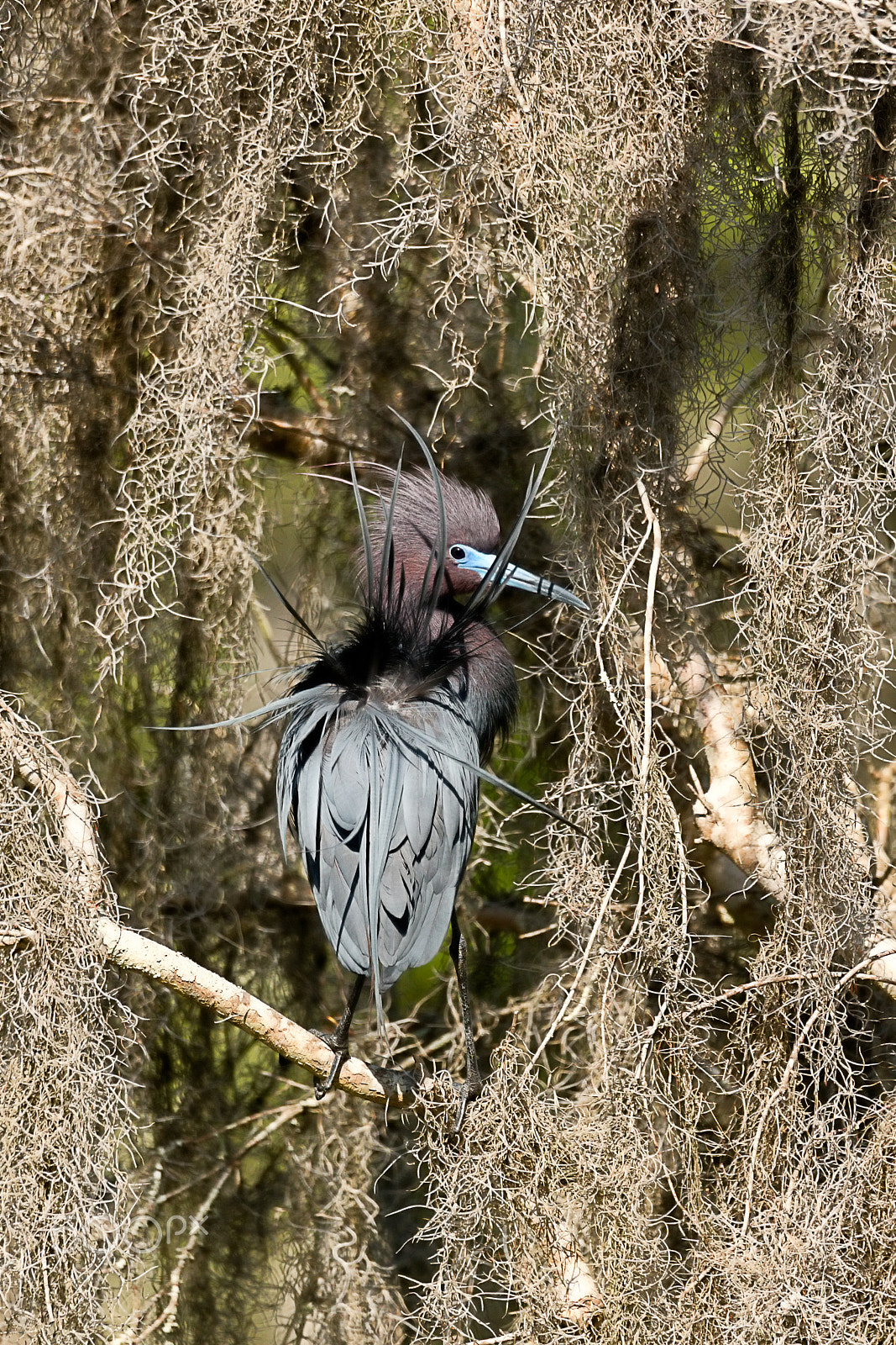 Canon EOS 5DS + Sigma 150-600mm F5-6.3 DG OS HSM | C sample photo. Little blue heron mating plumage photography