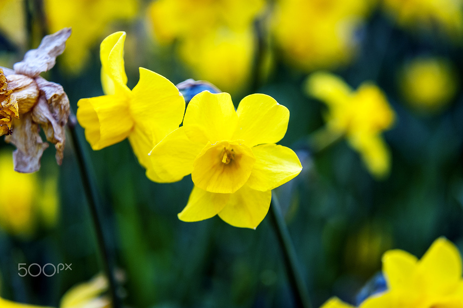 Nikon D3 sample photo. Spring in dublin photography